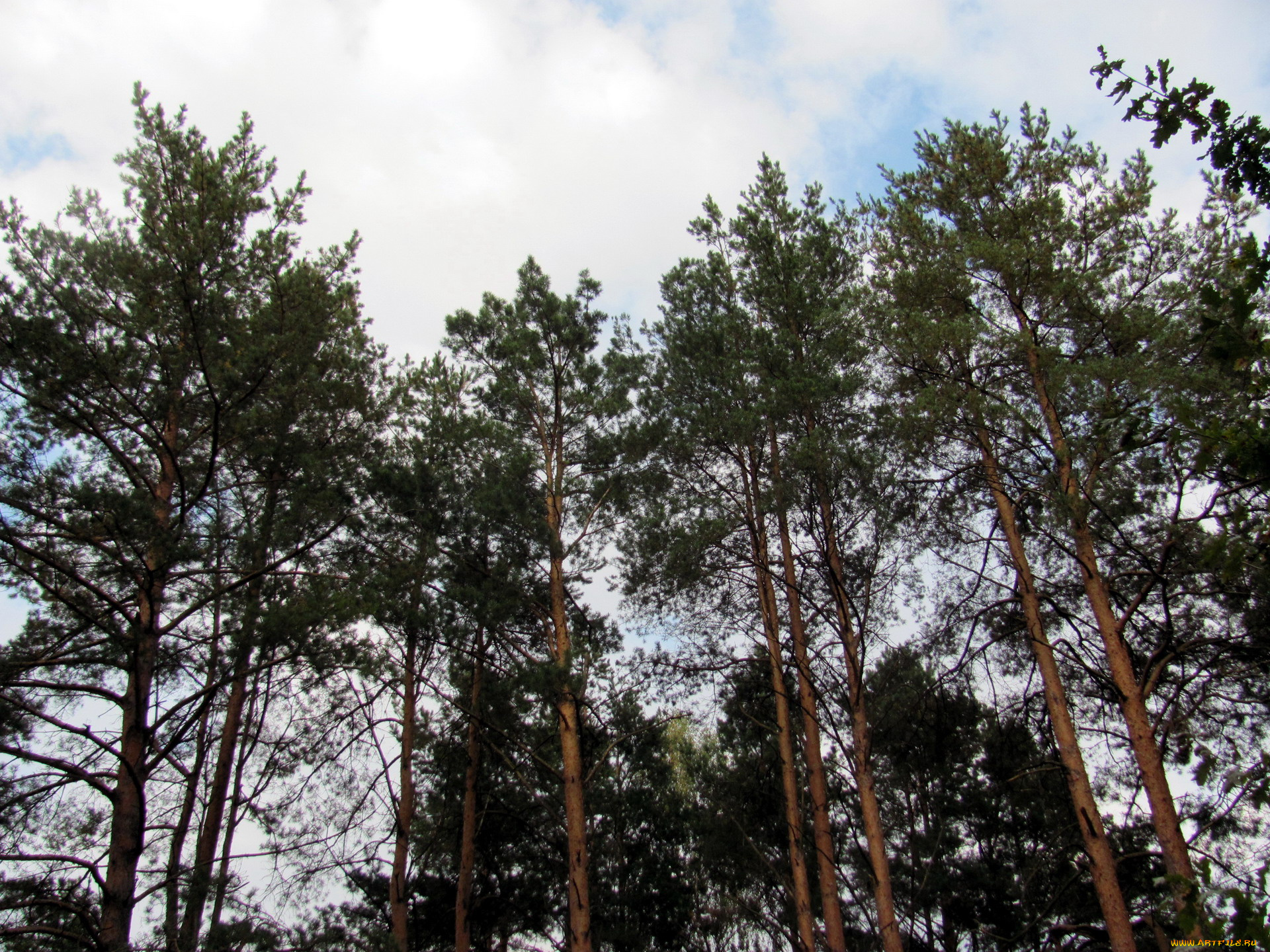 природа, деревья, сосны
