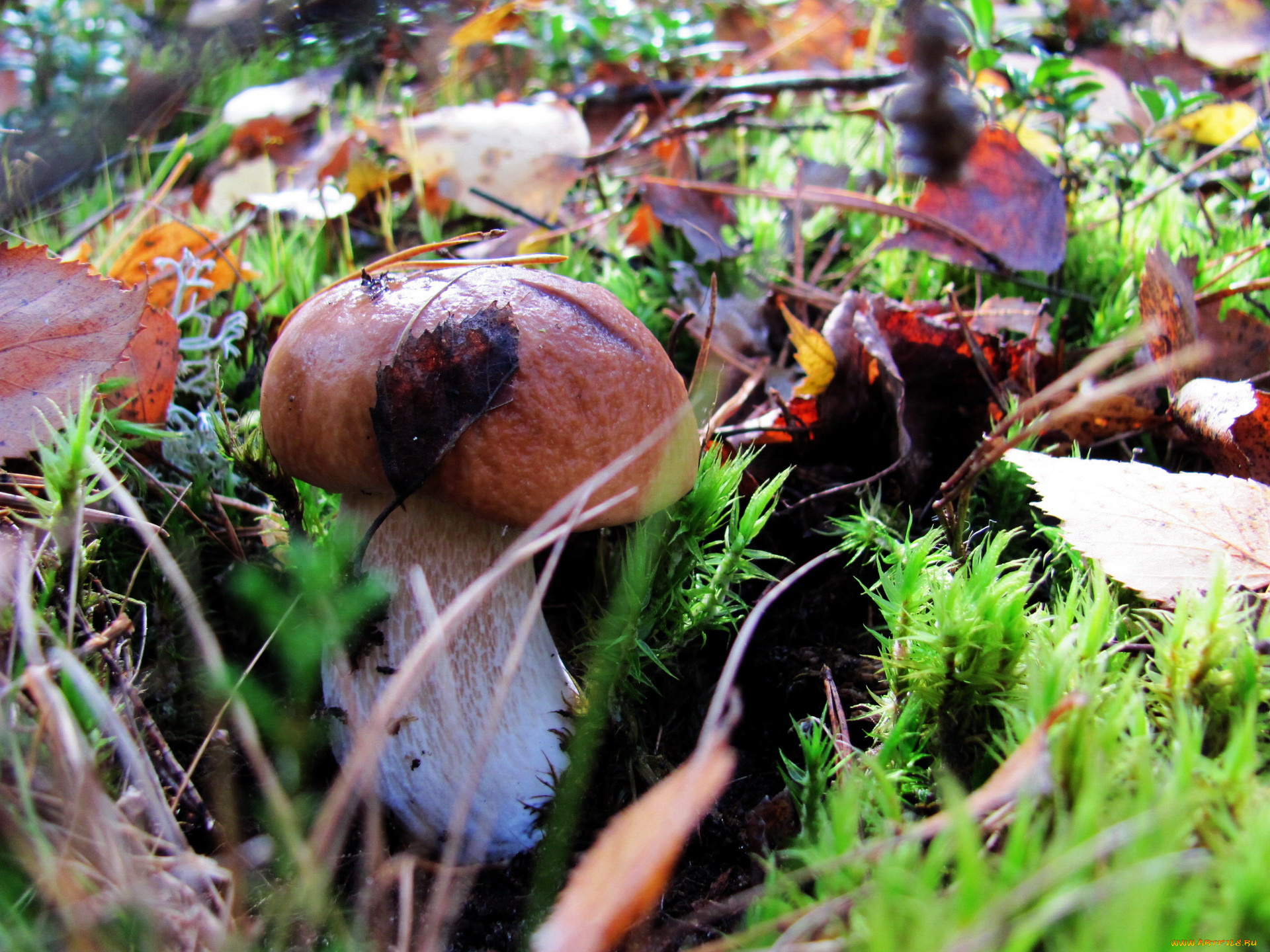 природа, грибы, боровик