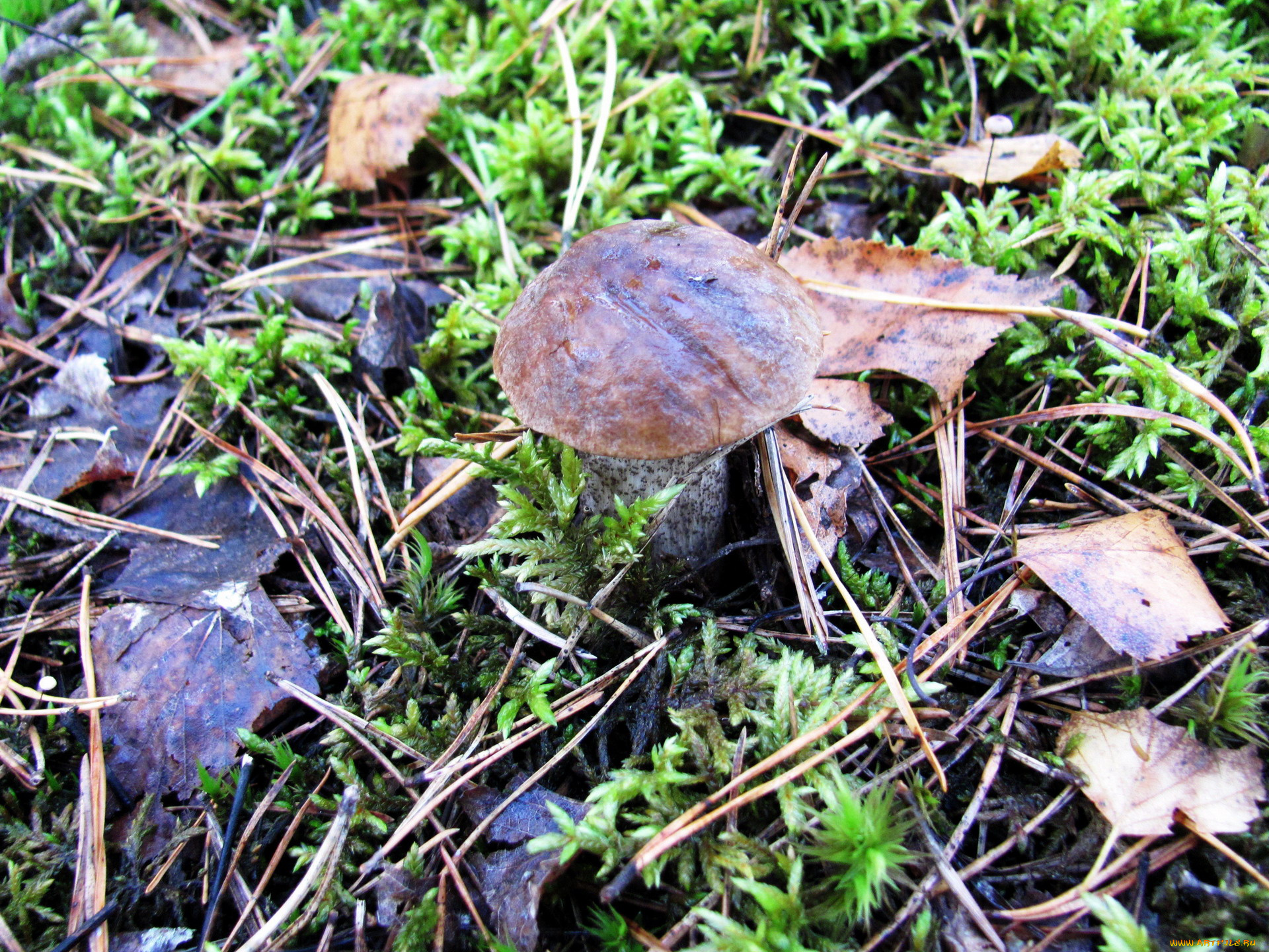 природа, грибы, подберезовик