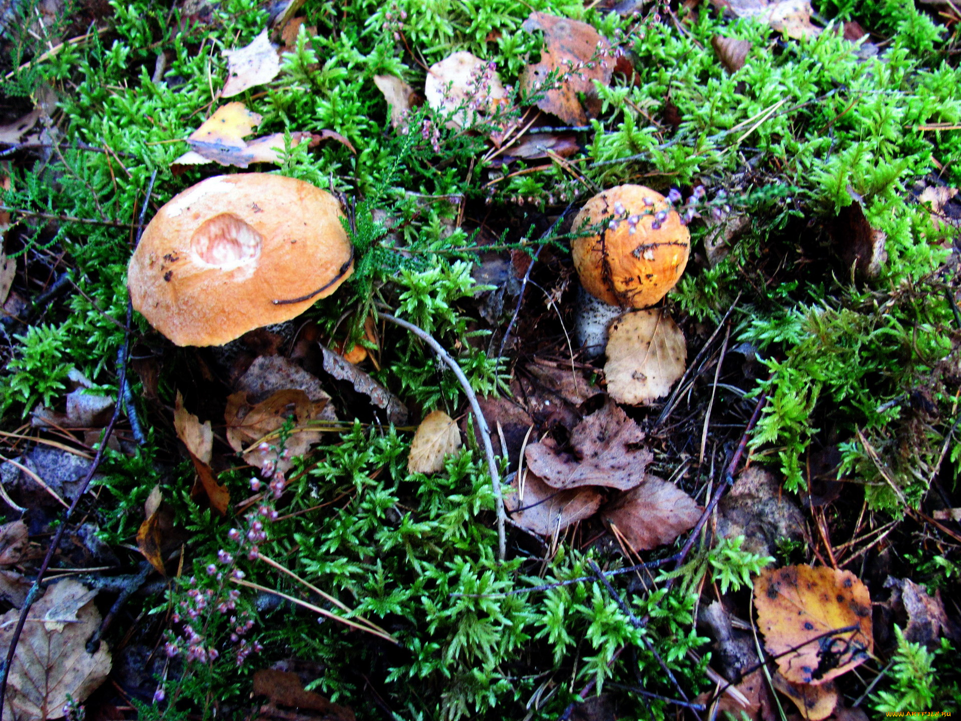 природа, грибы, подосиновик