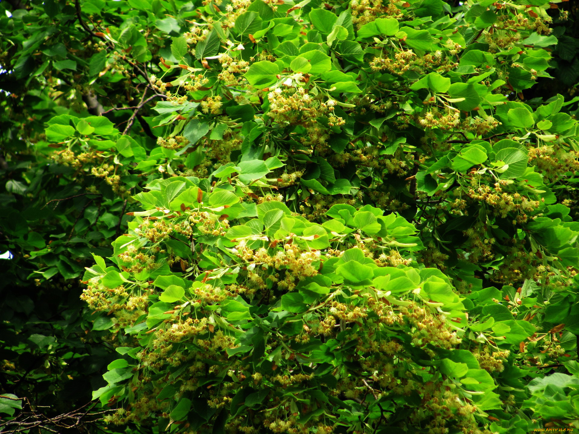 природа, листья, липа