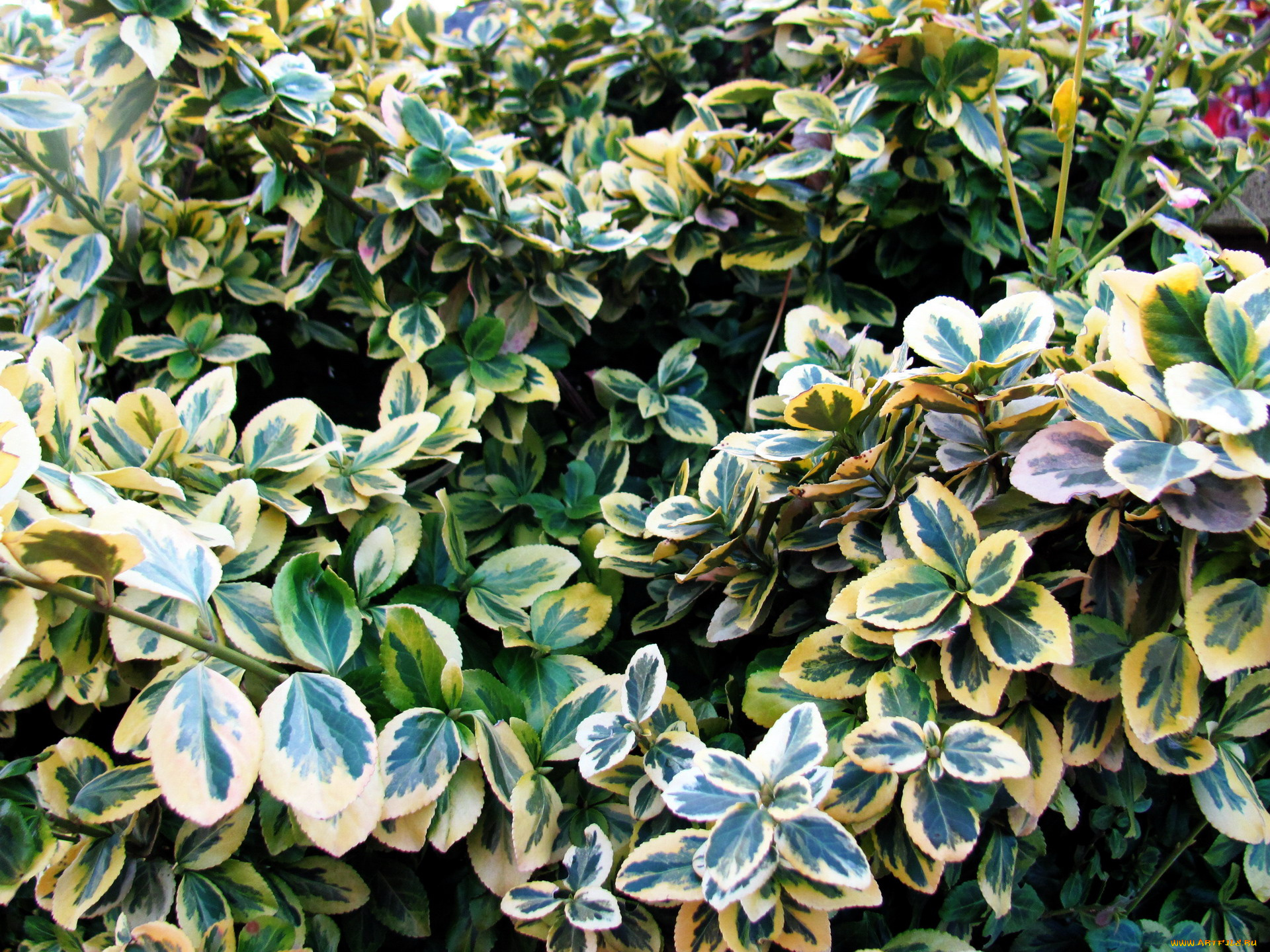 природа, листья, макро