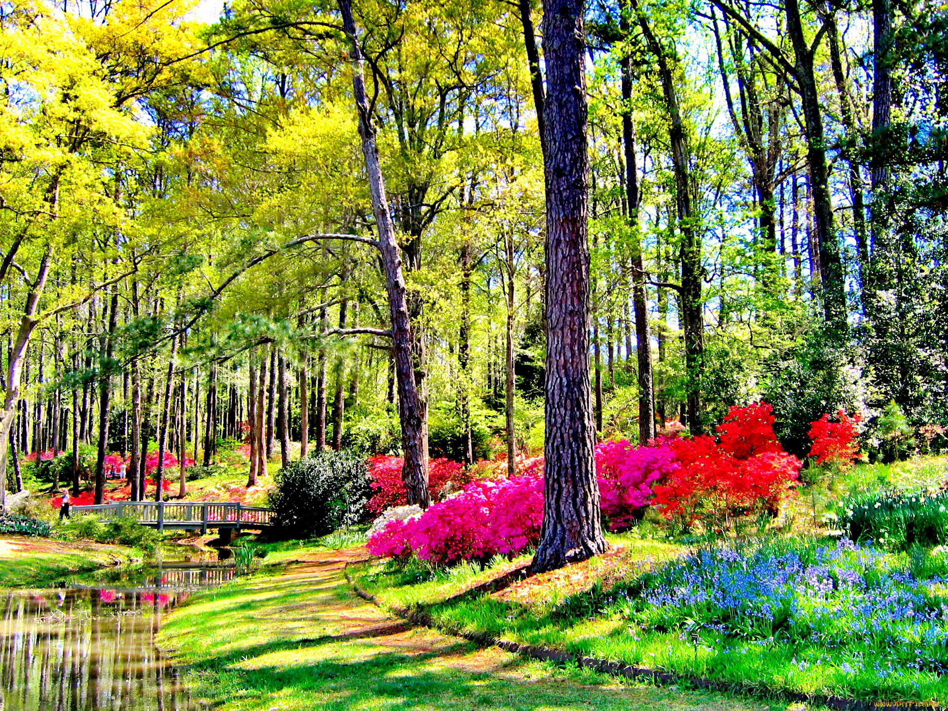 природа, парк, водоем, мостик, цветение