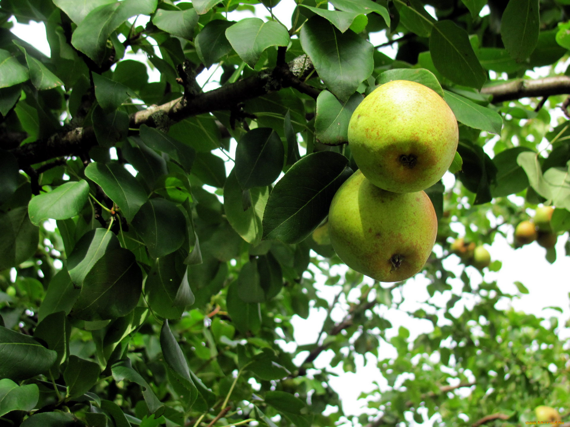 природа, плоды, груши