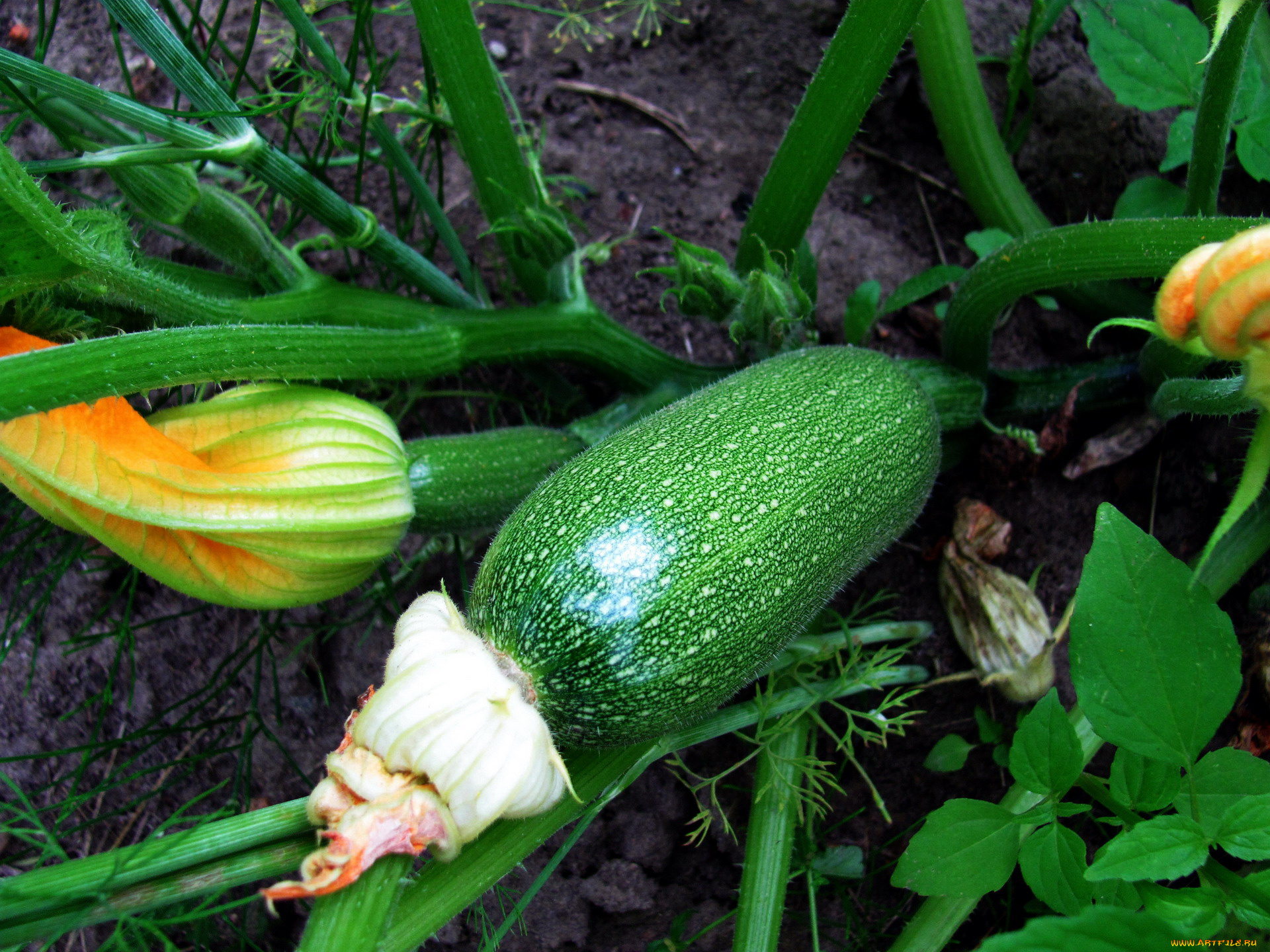 природа, плоды, кабачок