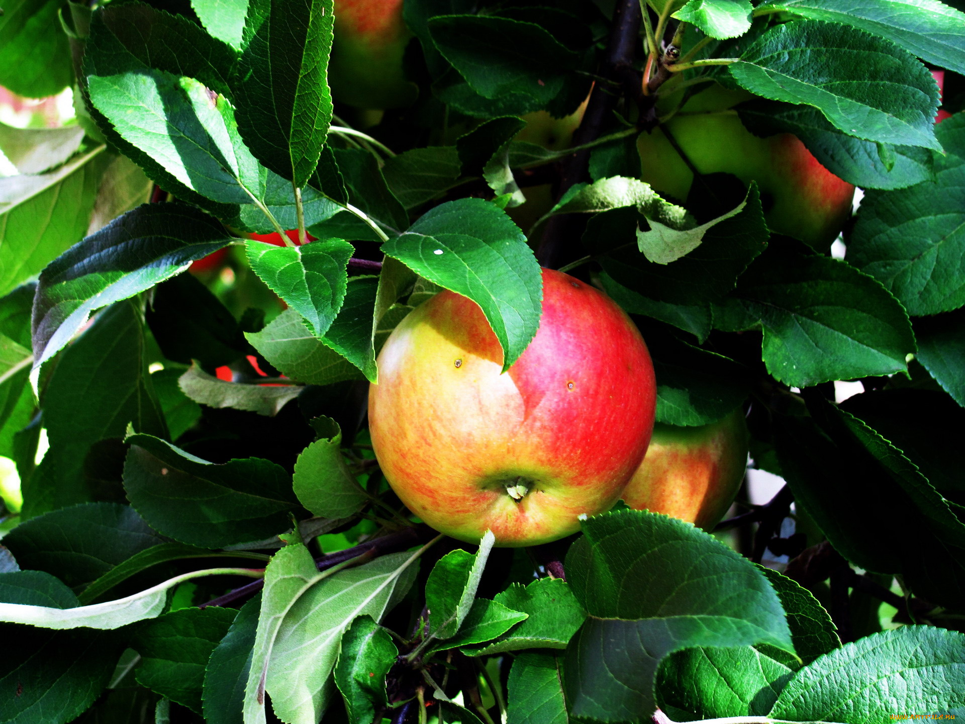 природа, плоды, яблоко