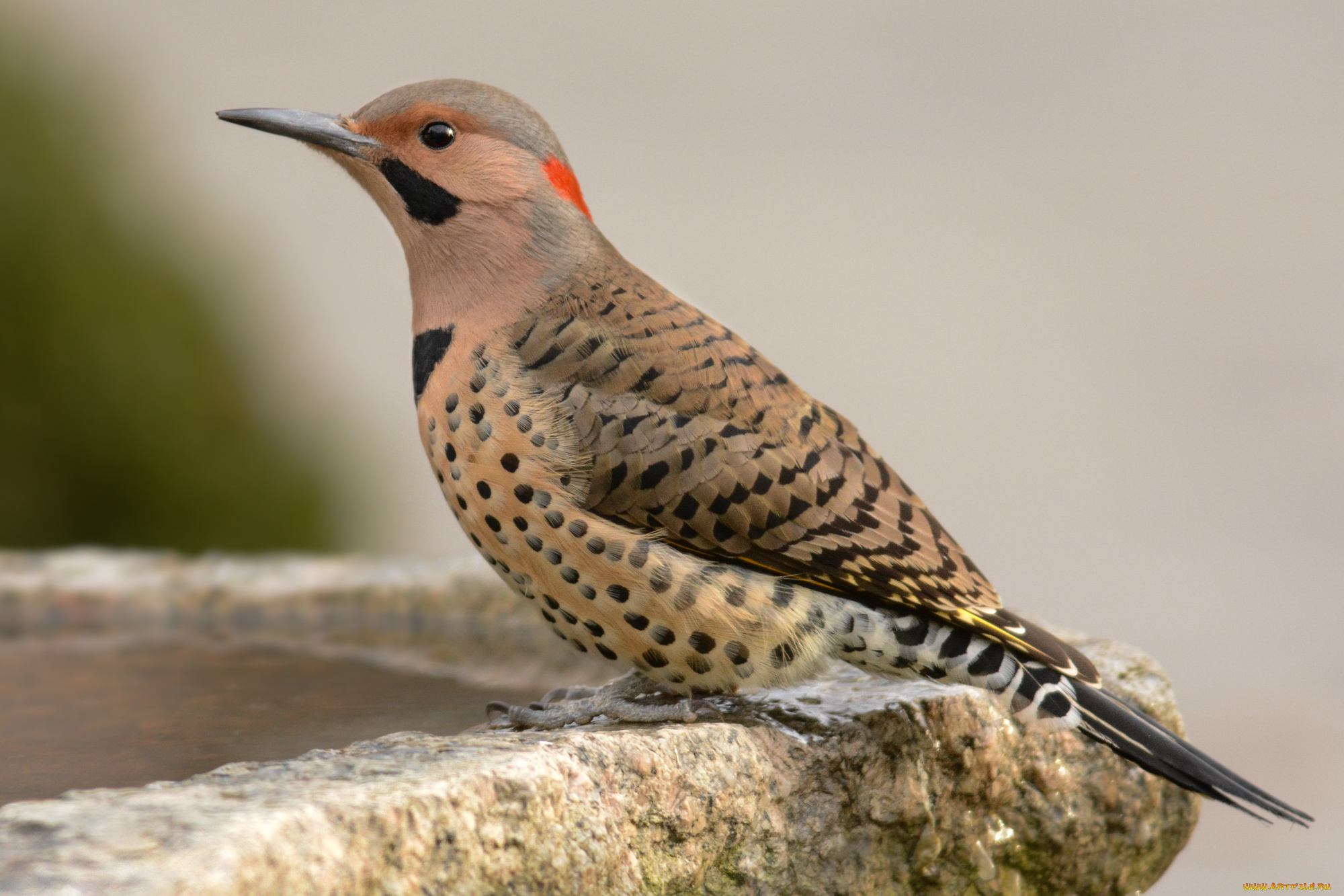 животные, дятлы, птичка