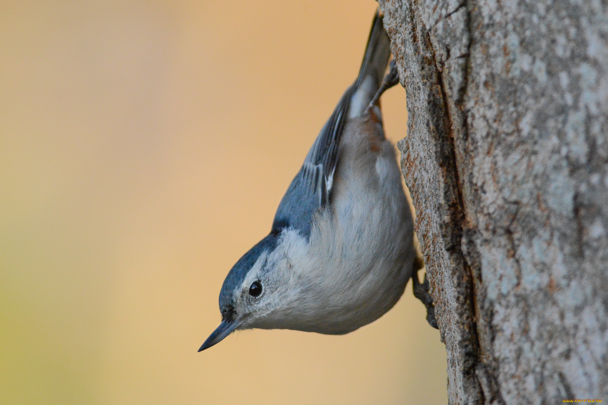 животные, поползни, птичка