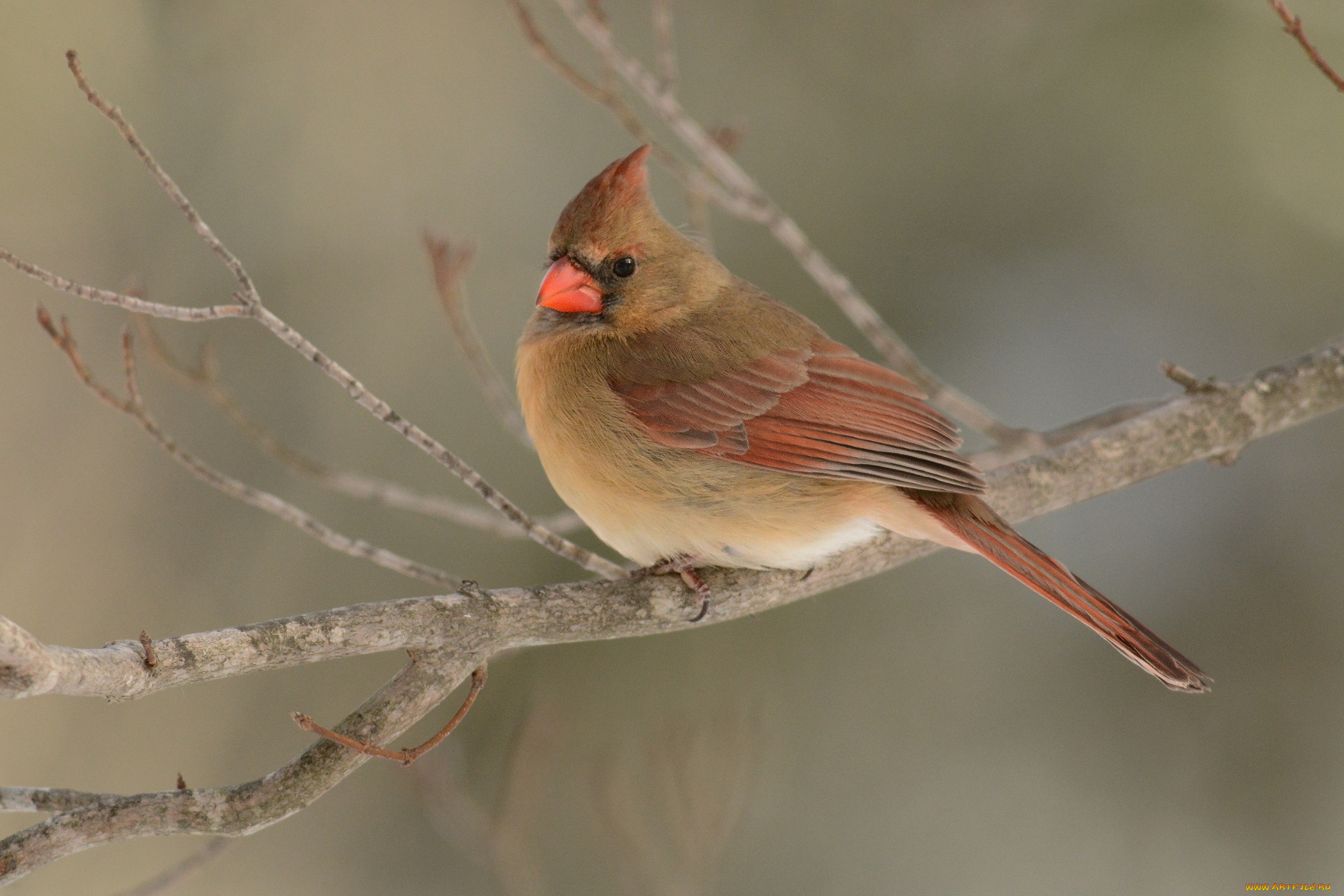 животные, кардиналы, птичка