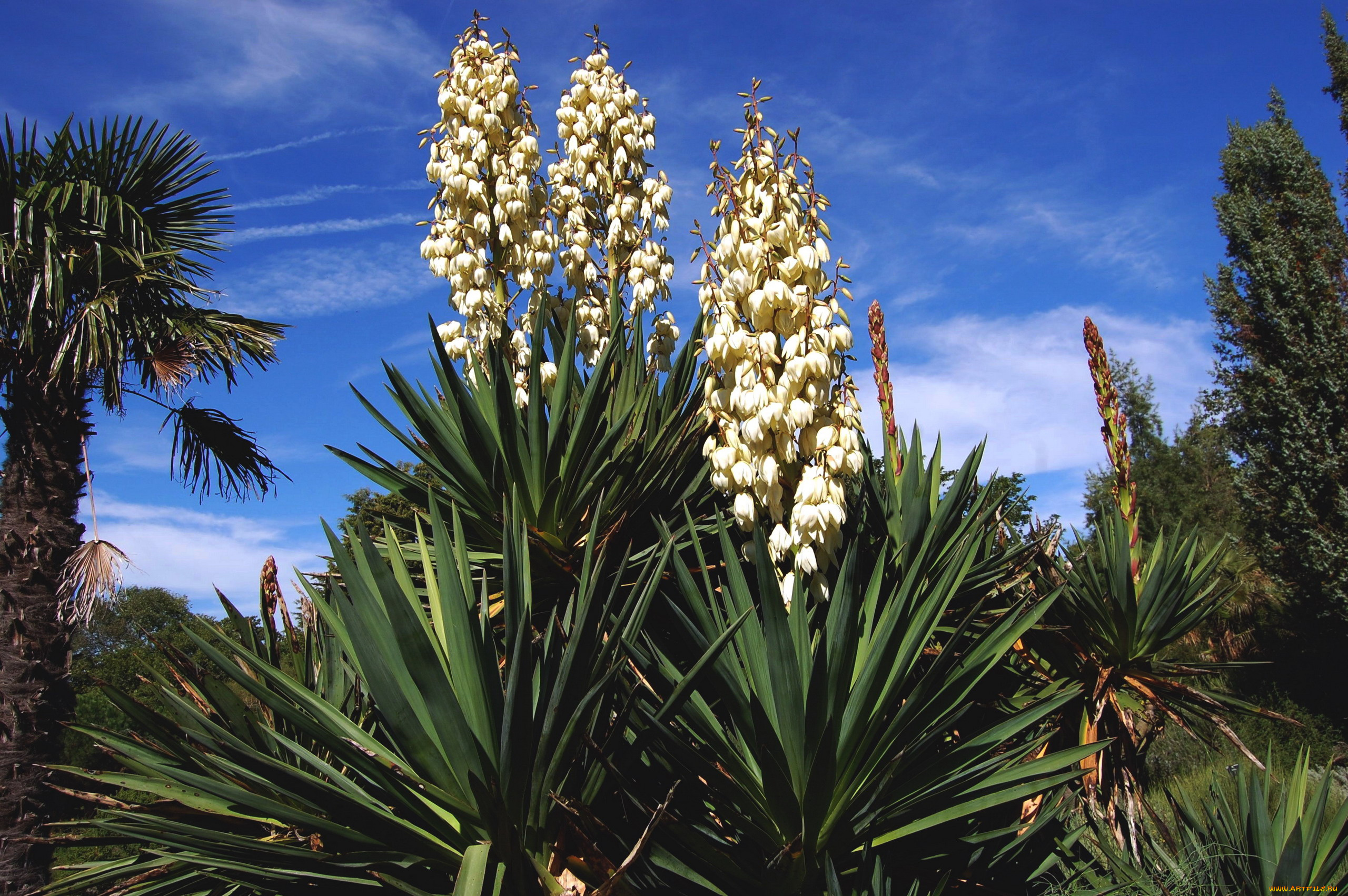 цветы, экзотика