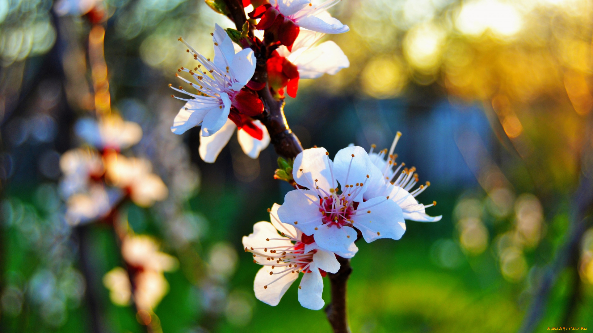 цветы, цветущие, деревья, , , кустарники, лепестки, макро, закат, цветение, весна, абрикос