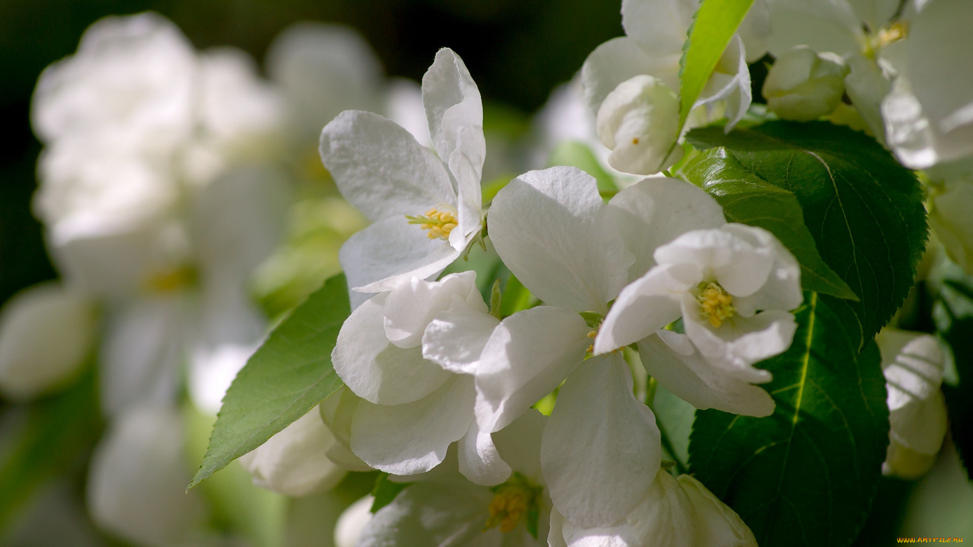 цветы, цветущие, деревья, , , кустарники, макро, яблоня, весна