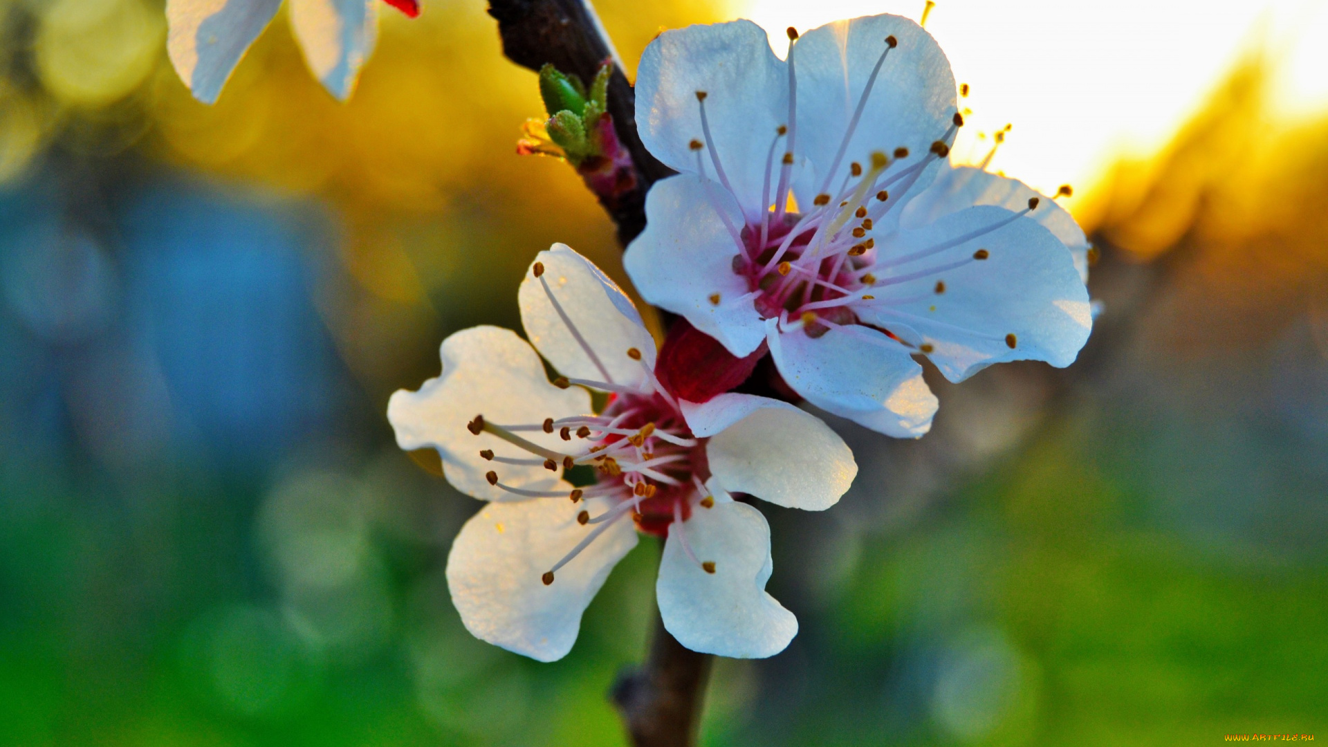 цветы, цветущие, деревья, , , кустарники, макро, цветение, закат, весна, абрикос, лепестки