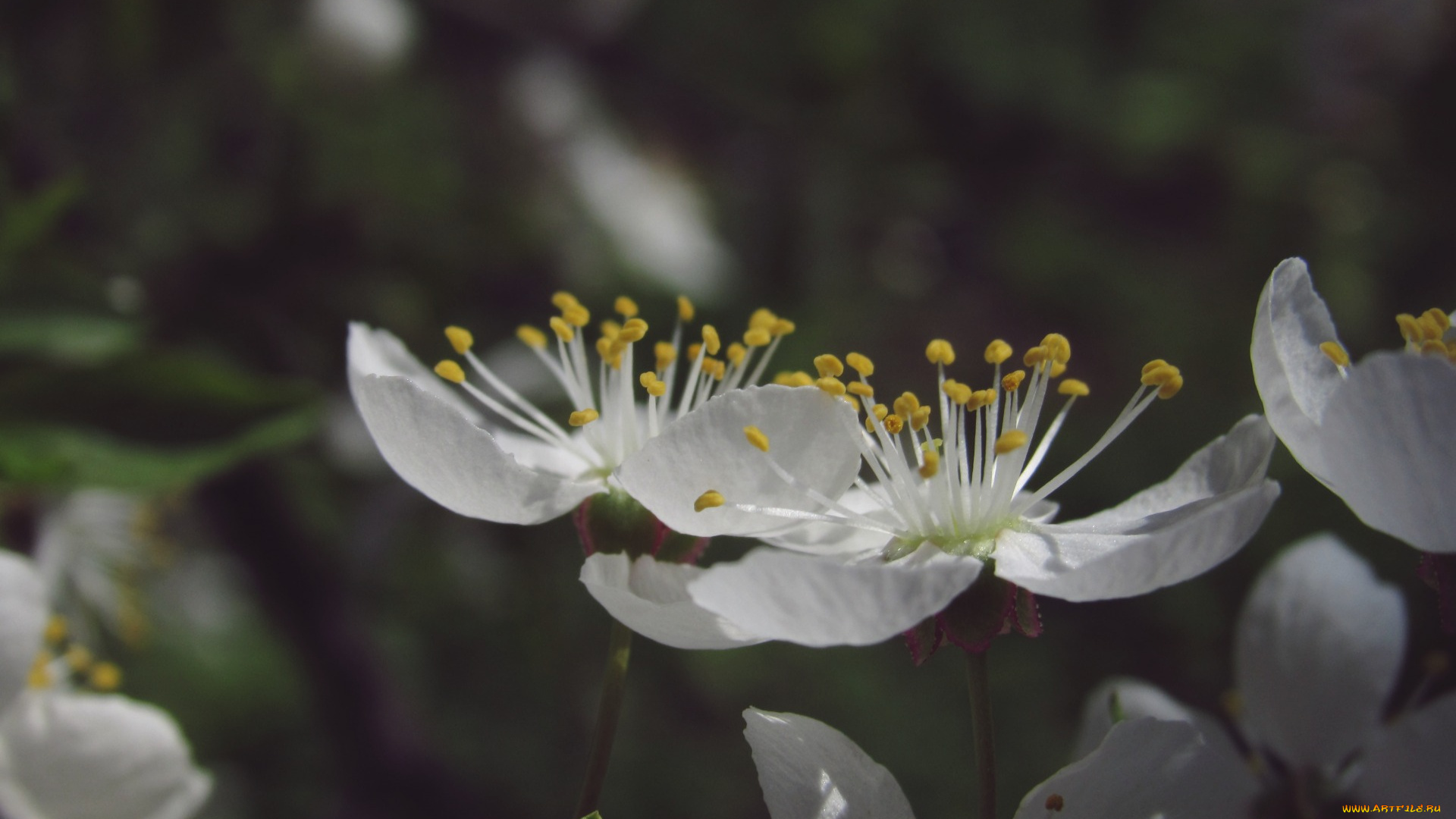 цветы, цветущие, деревья, , , кустарники, макро, весна, пирода
