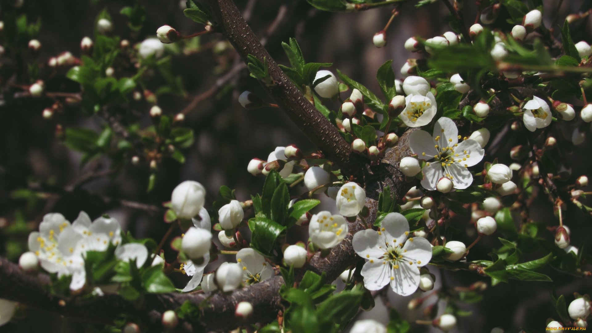 цветы, цветущие, деревья, , , кустарники, макро, весна, пирода