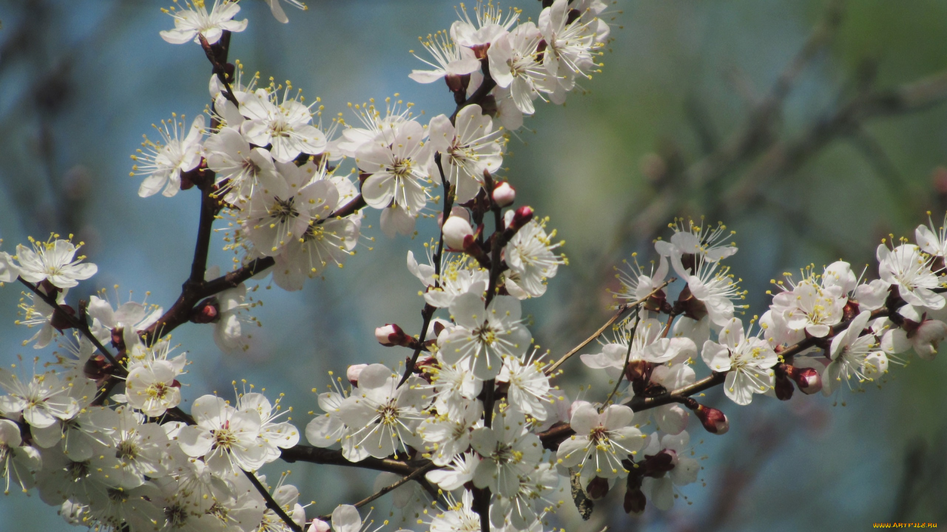цветы, цветущие, деревья, , , кустарники, макро, весна, пирода