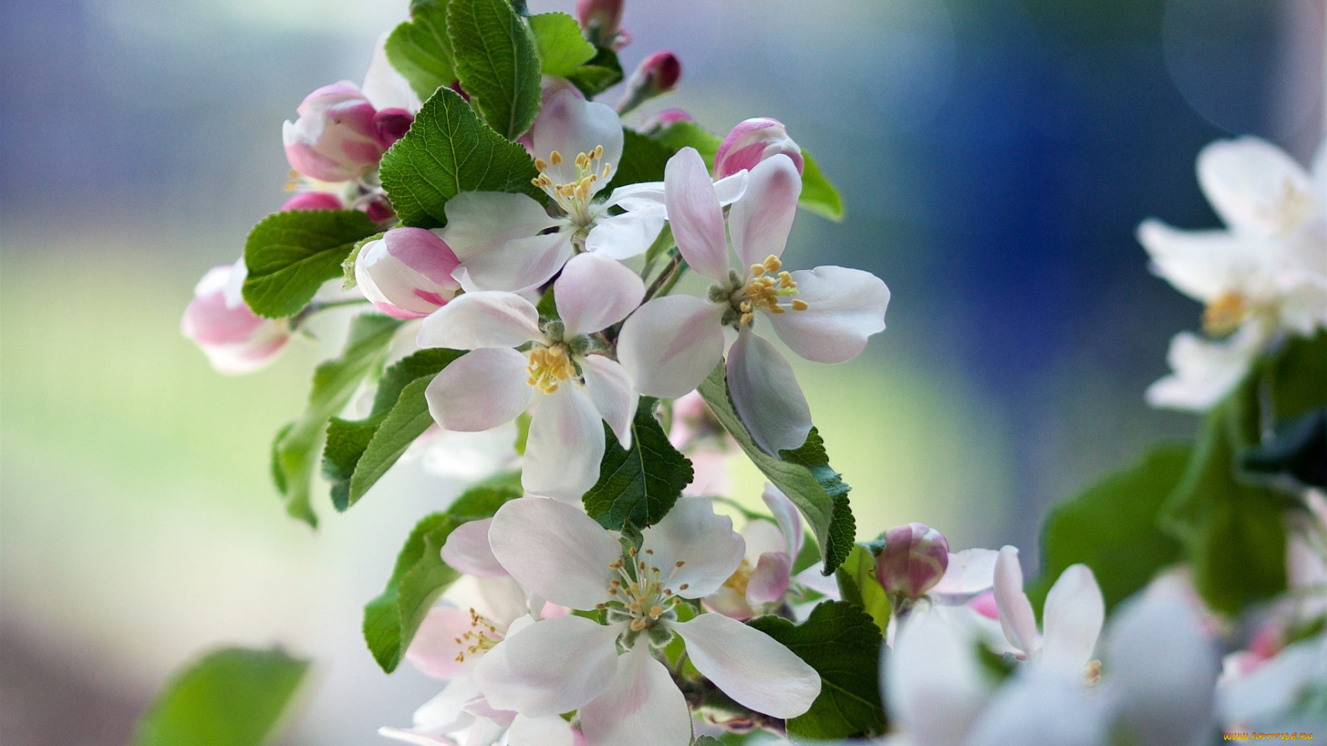 цветы, цветущие, деревья, , , кустарники, весна, яблоня, ветка