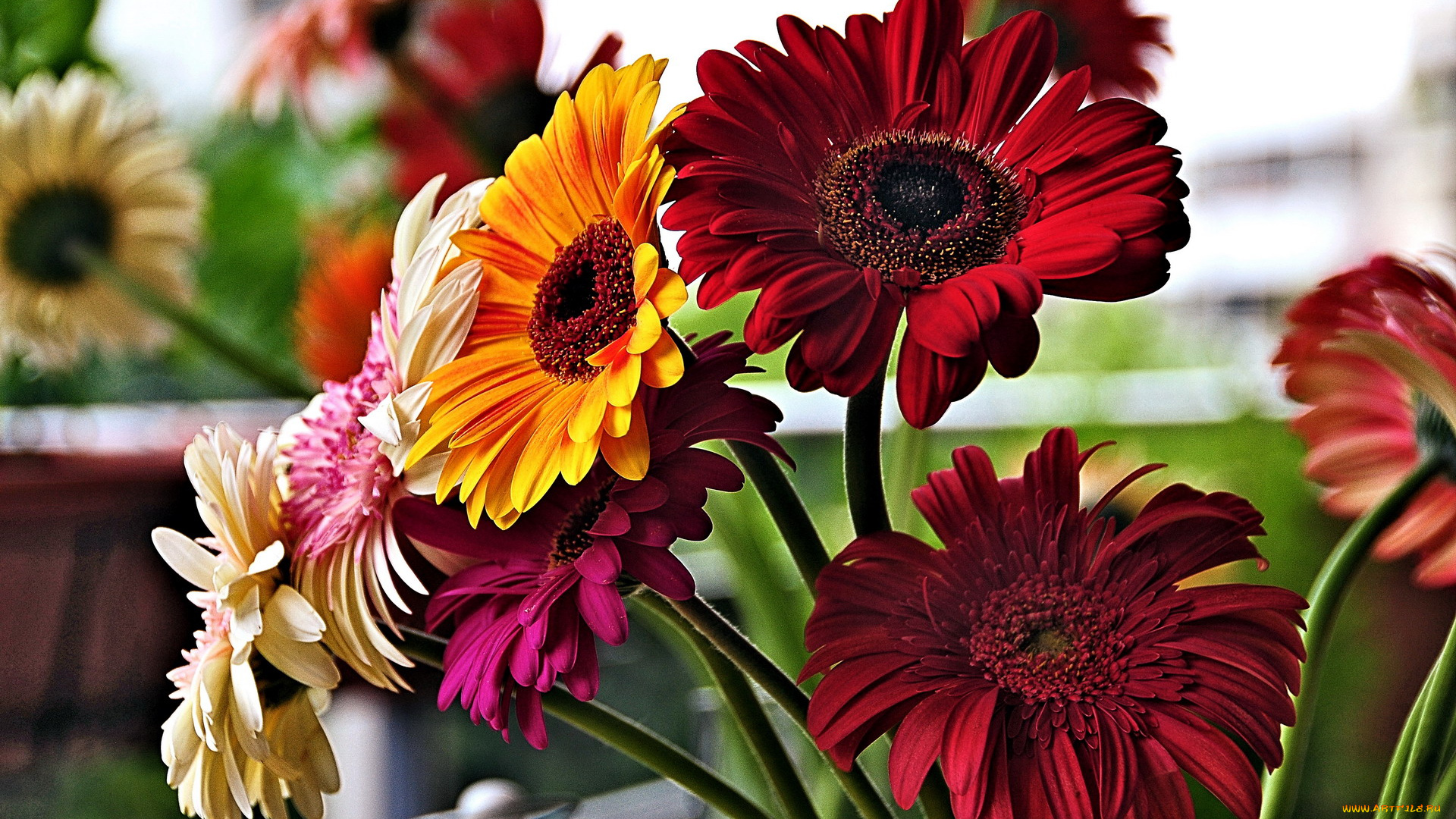 цветы, герберы, разноцветные