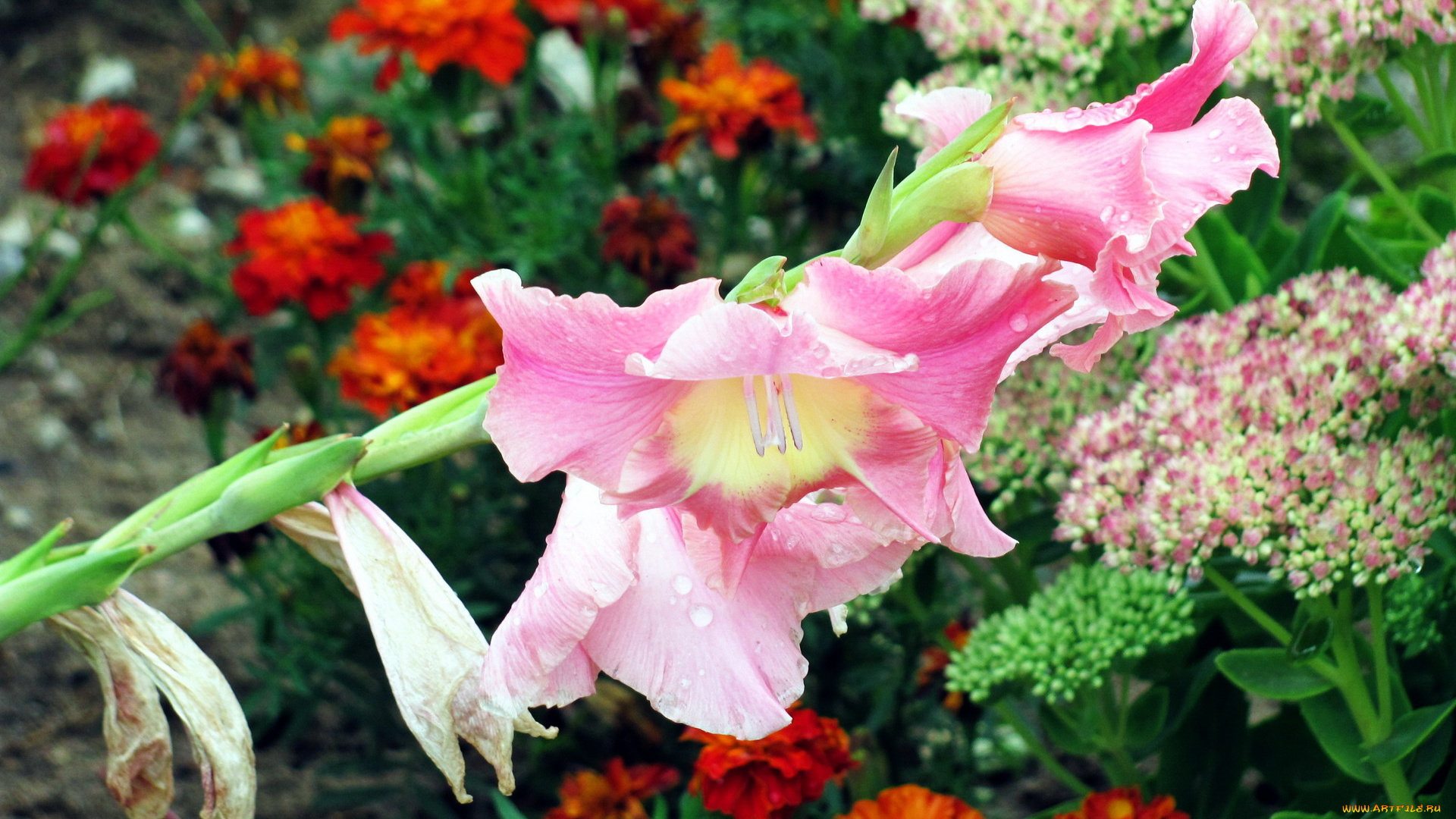 цветы, гладиолусы, розовый