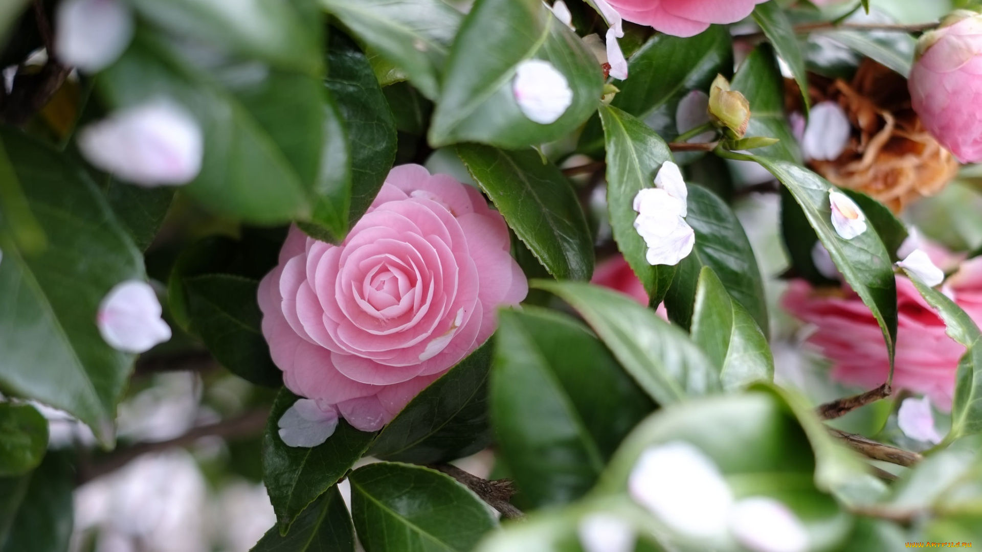 цветы, камелии, дерево, камелия, весна