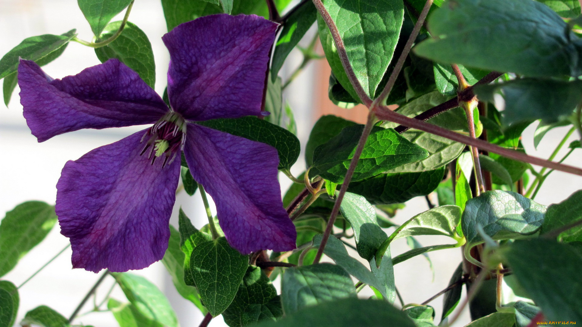 цветы, клематис, , ломонос, лиловый