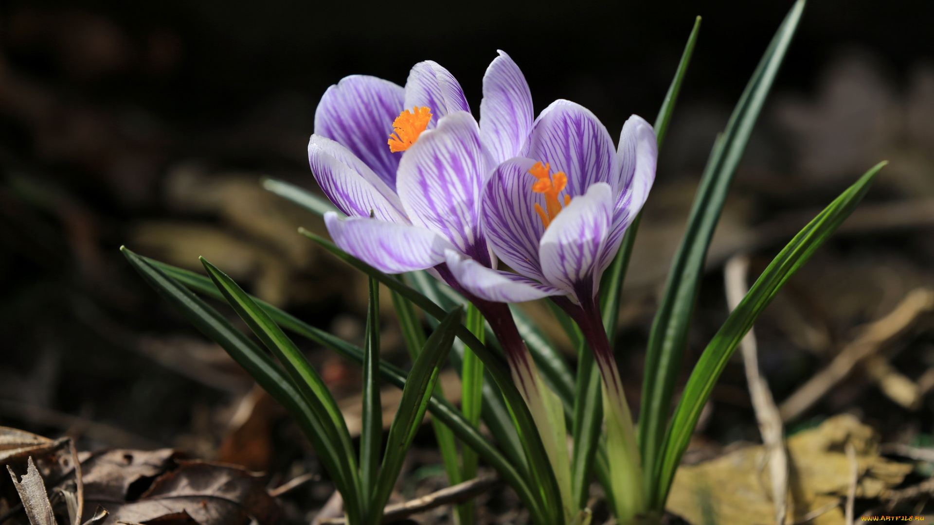 цветы, крокусы, крокус, весна, шафран