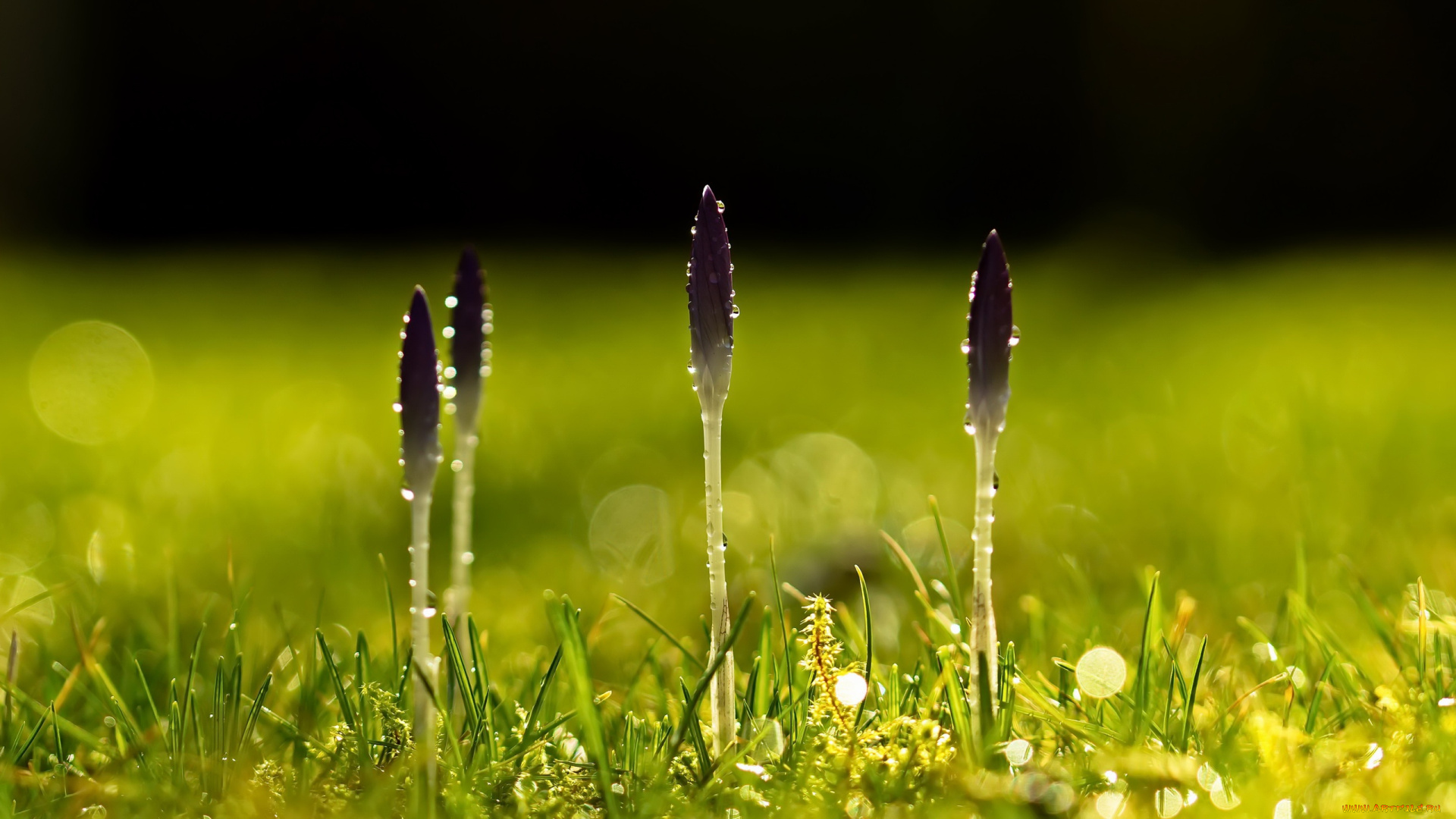 цветы, крокусы, природа, весна