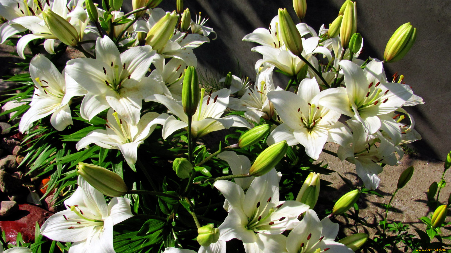 цветы, лилии, , лилейники, белый, много