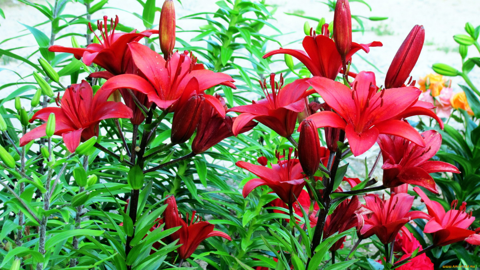 цветы, лилии, , лилейники, бордо