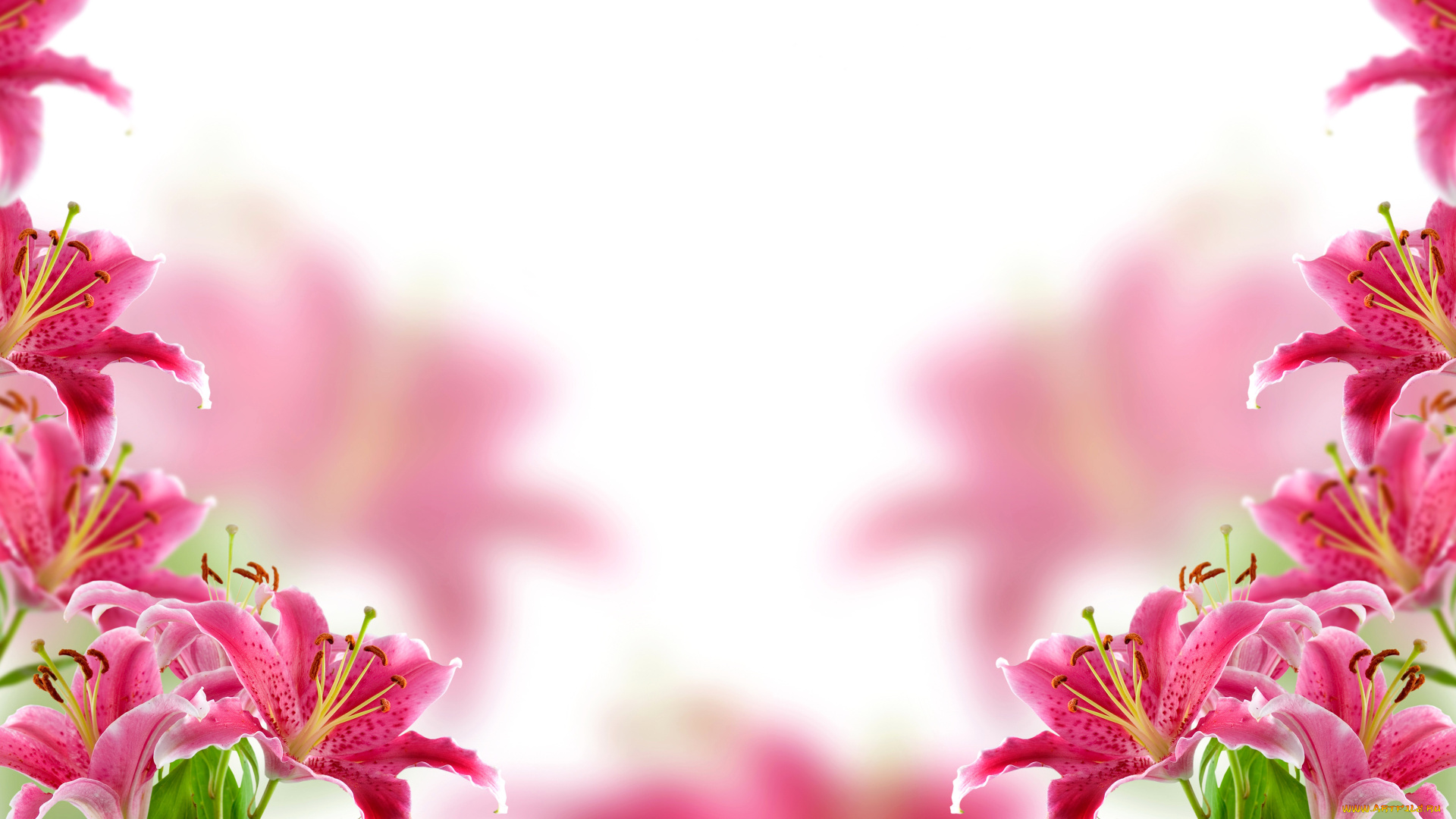 цветы, лилии, , лилейники, размытие, фон