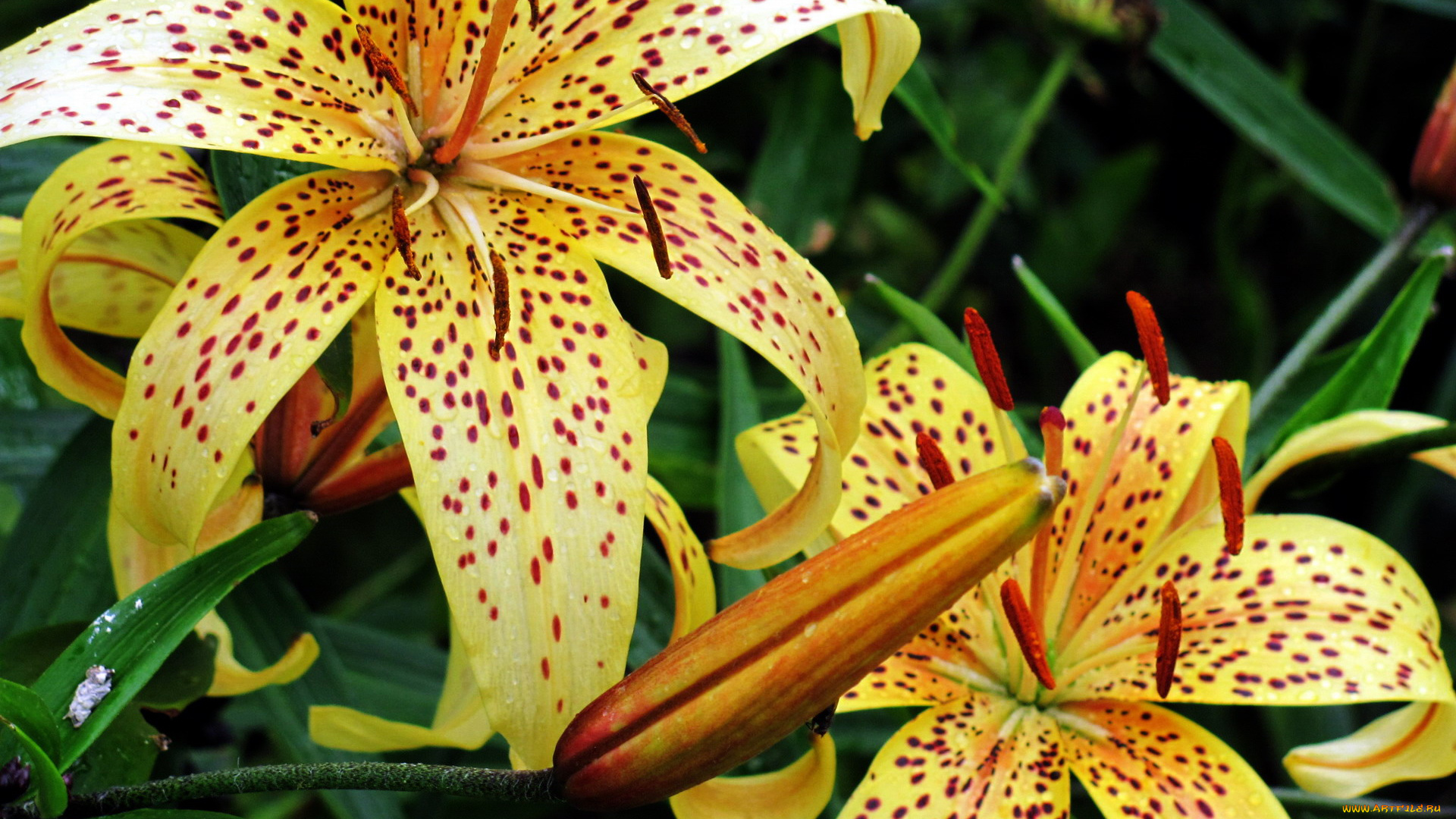 цветы, лилии, , лилейники, тигровая