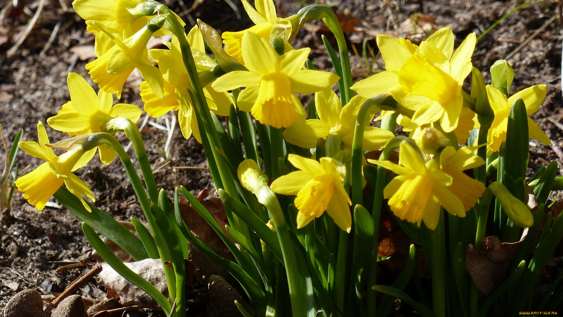 цветы, нарциссы, желтый
