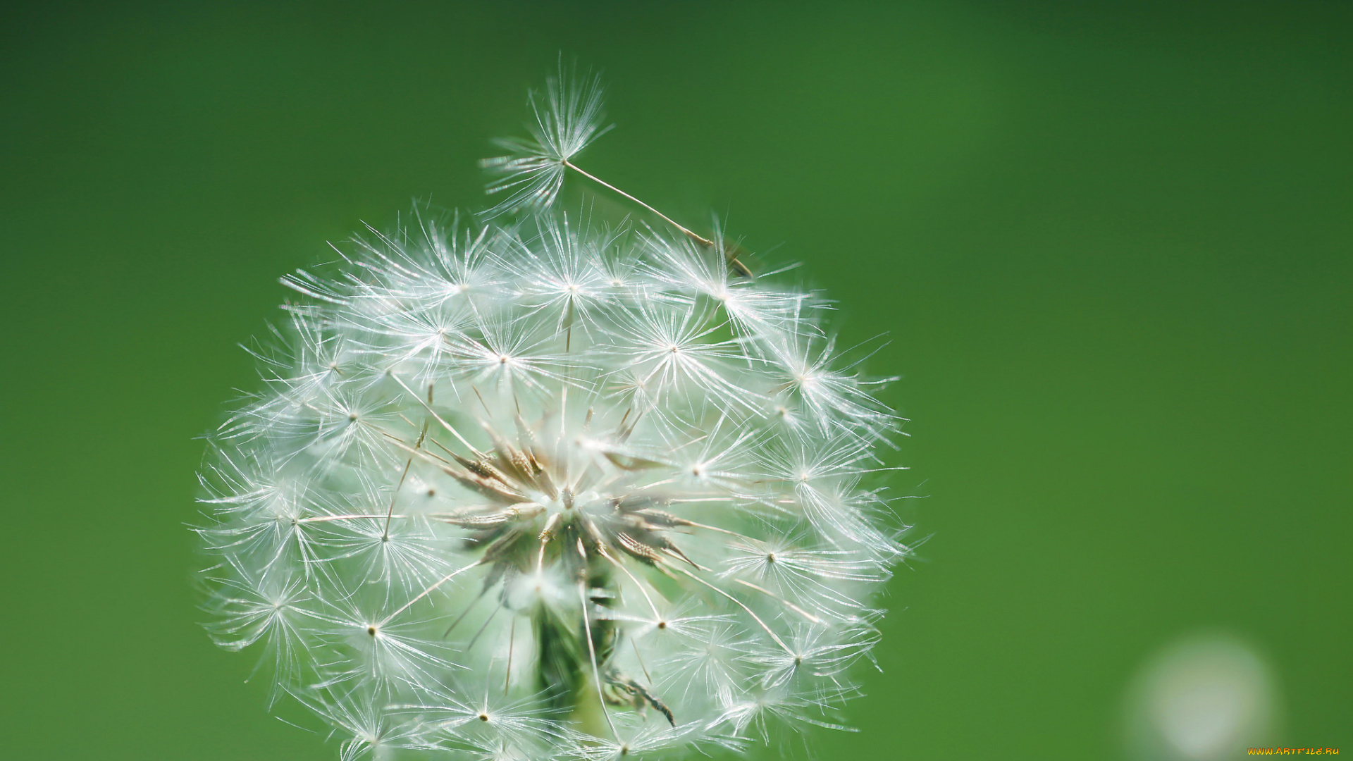 цветы, одуванчики, цветок, одуванчик, былинка