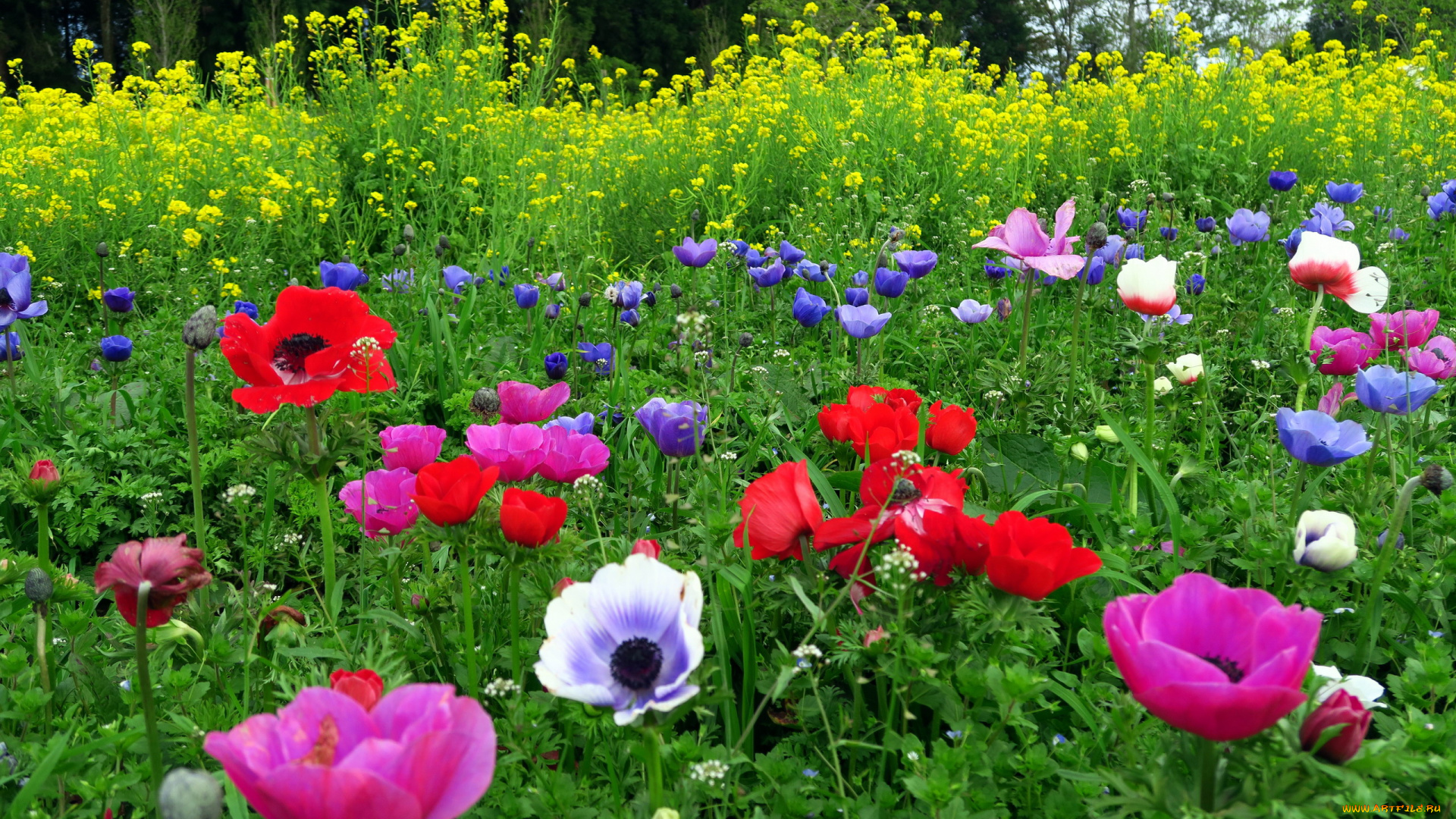 цветы, разные, вместе, анемоны, маки