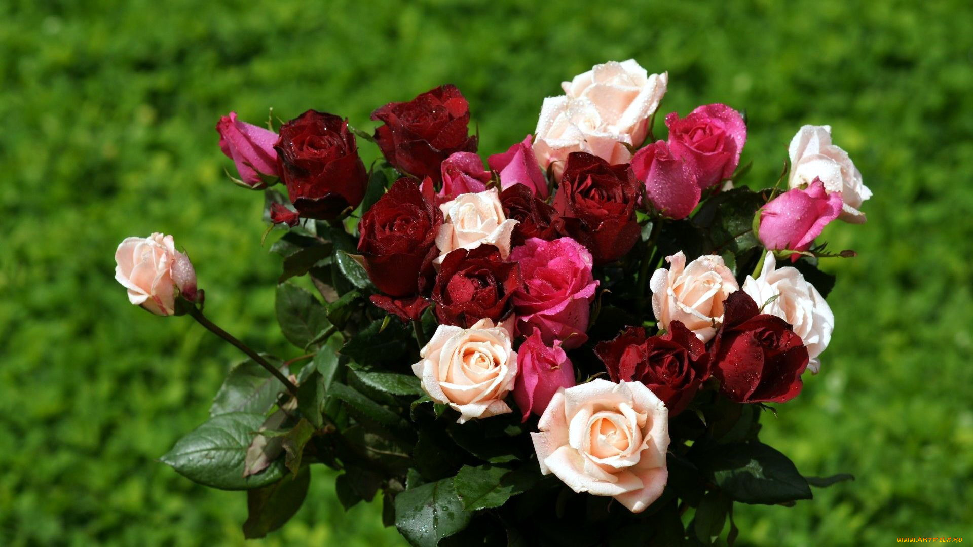 цветы, розы, бутоны