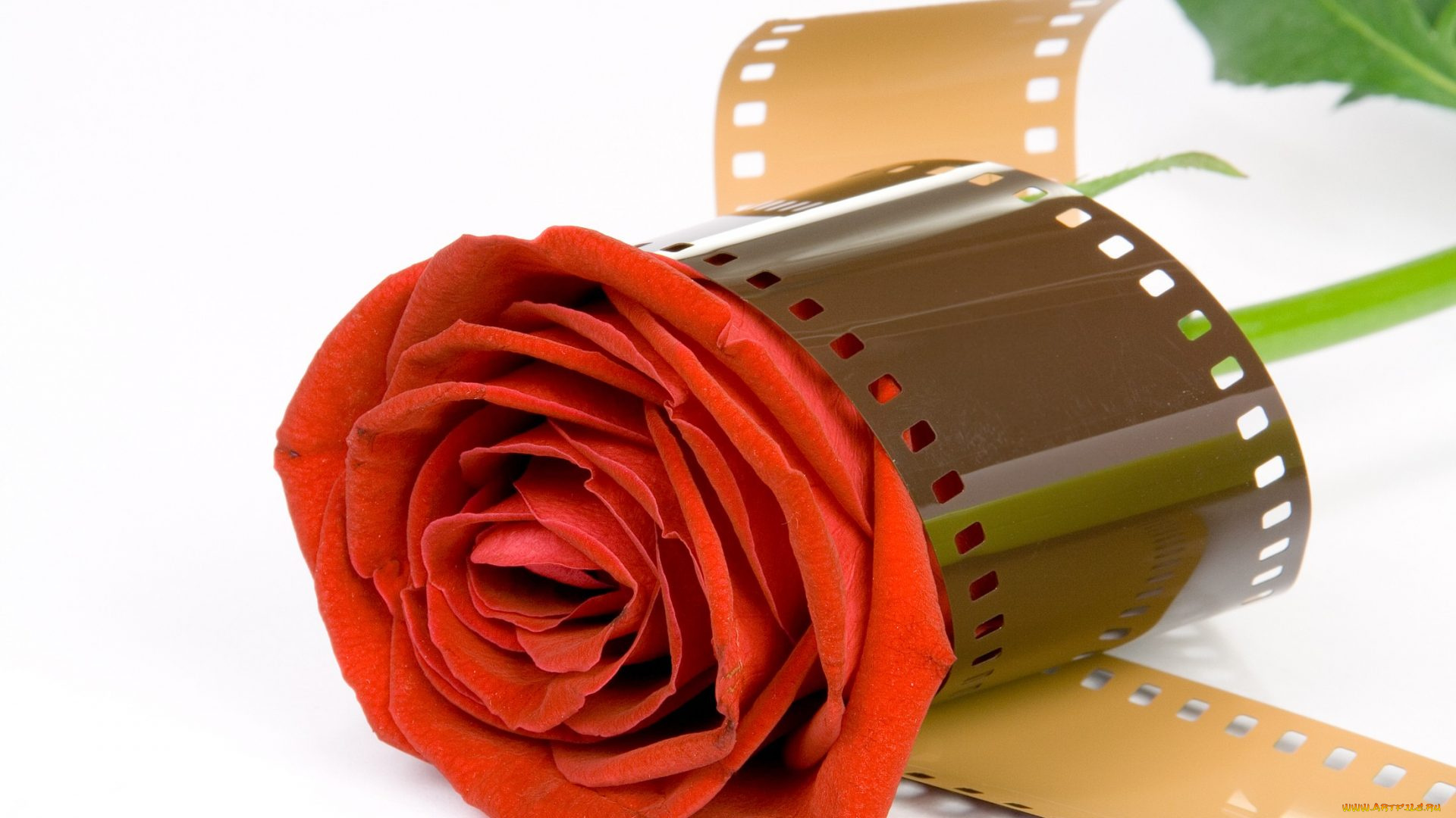 цветы, розы, фотопленка, бутон