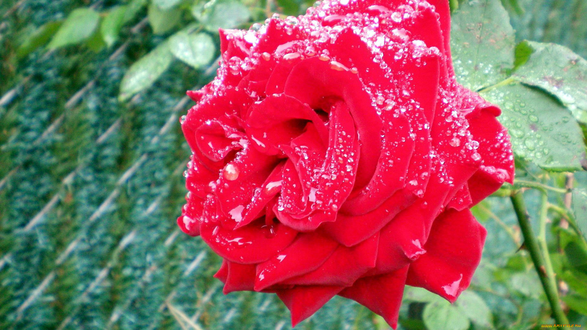 цветы, розы, капли, макро