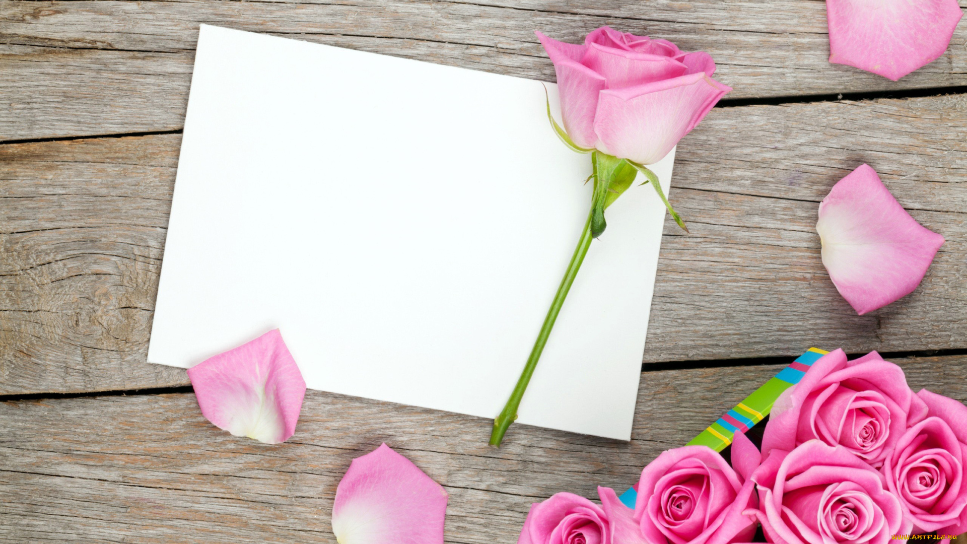 цветы, розы, лепестки, розовый, бутоны, бумага