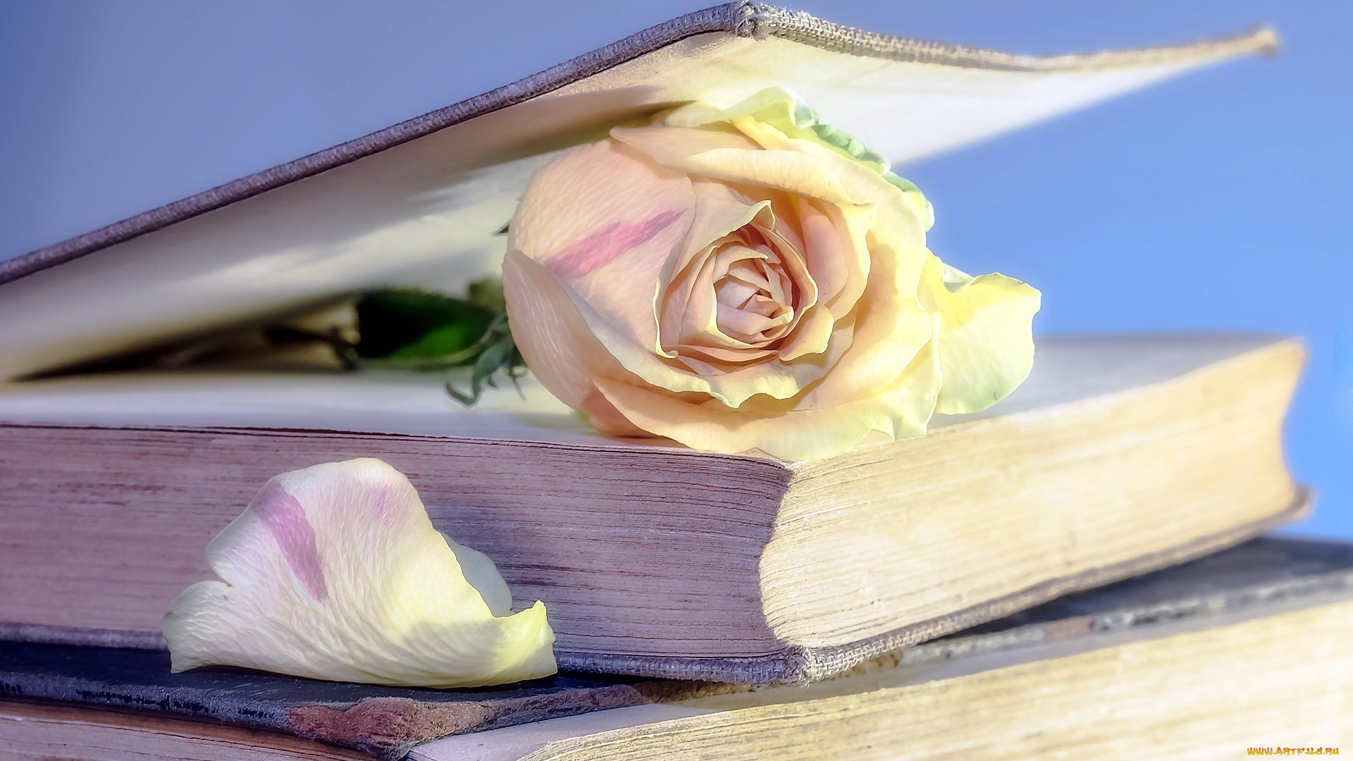 цветы, розы, лепесток, книги, бутон