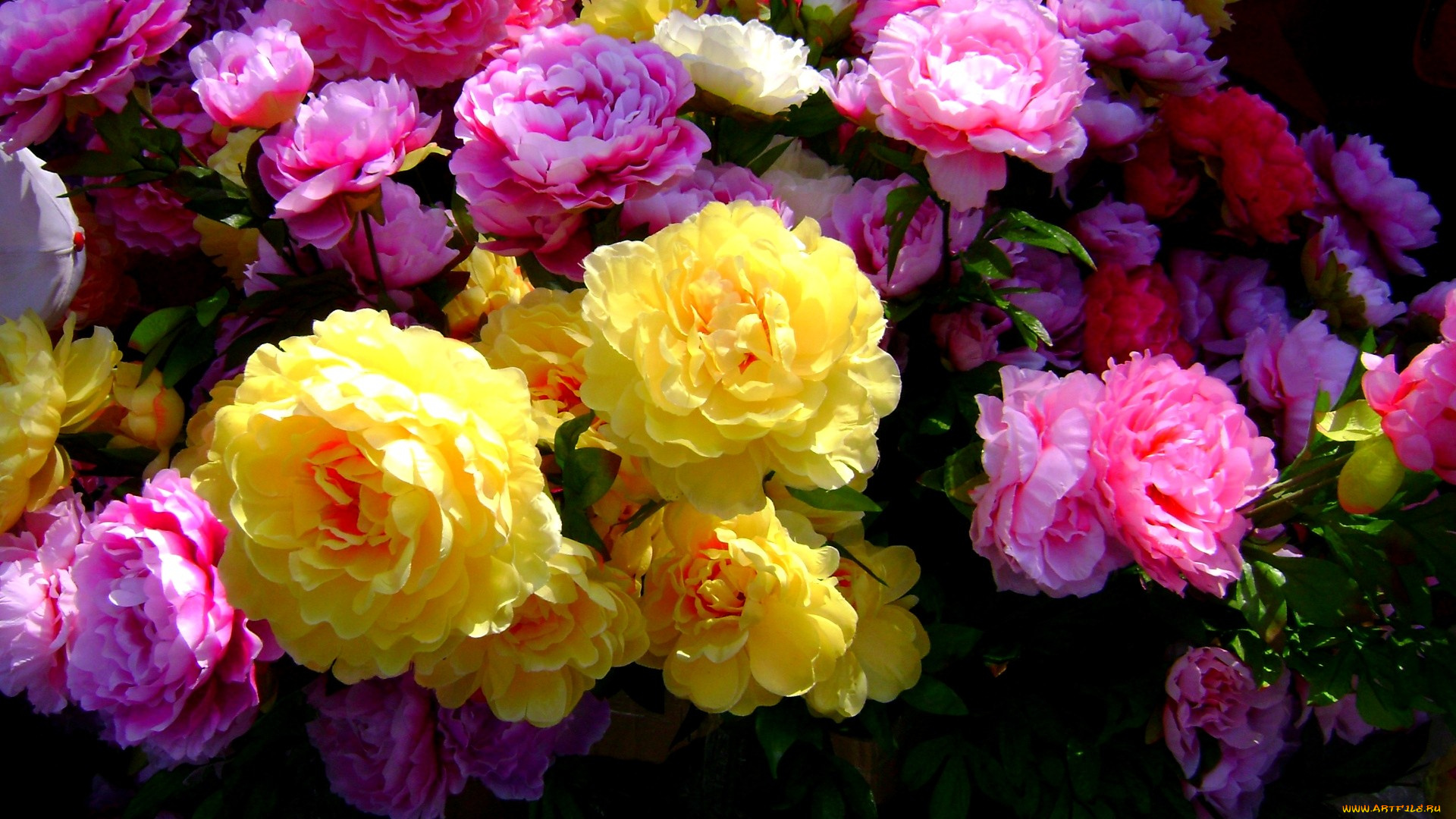 цветы, розы, много