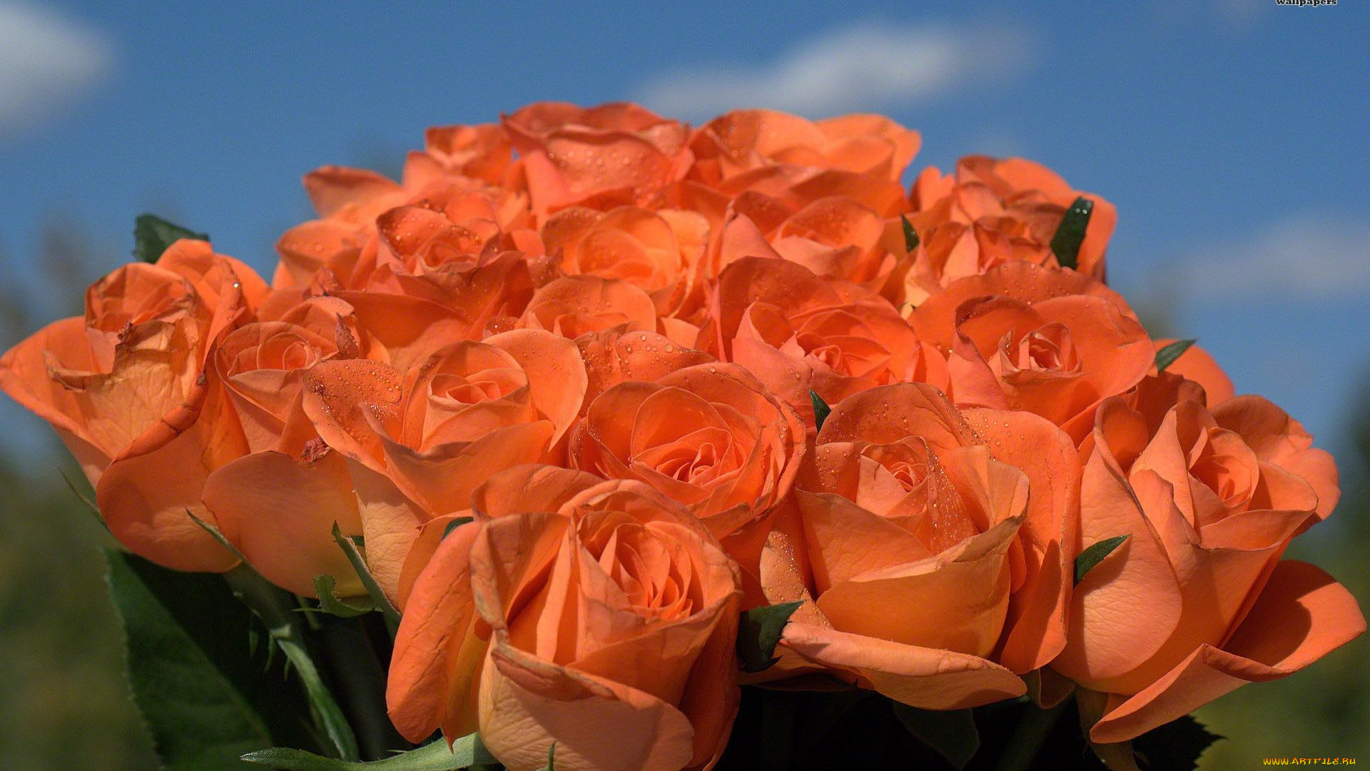 цветы, розы, персиковый, бутоны, много