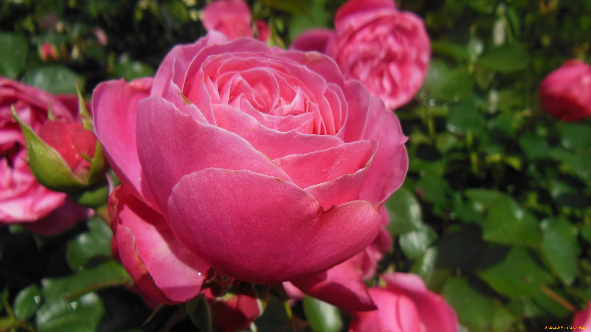 цветы, розы, розовый