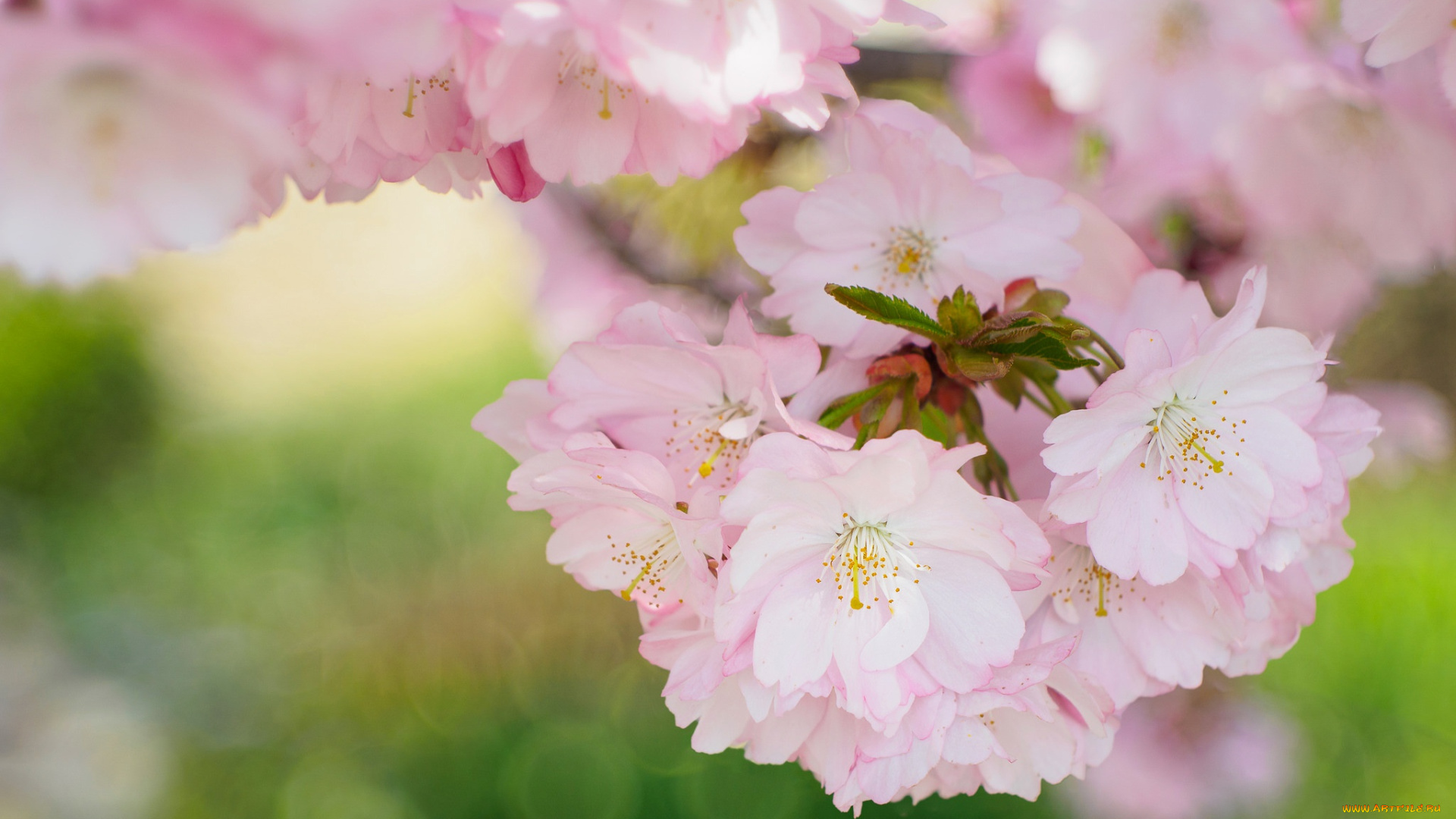 цветы, сакура, , вишня, лепестки, весна, природа, сад