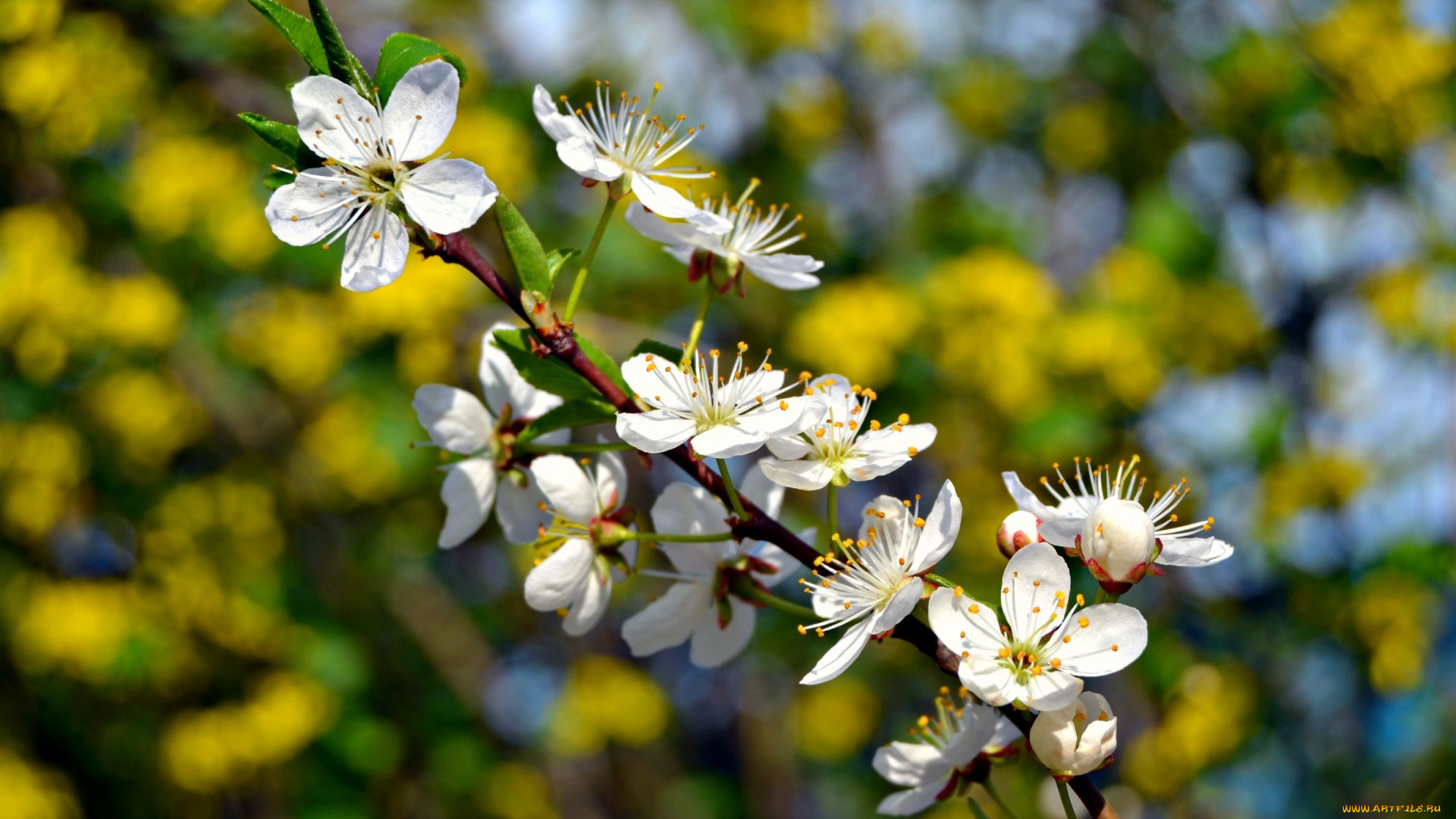 цветы, сакура, , вишня, макро, весна, ветка, дерево, цветение