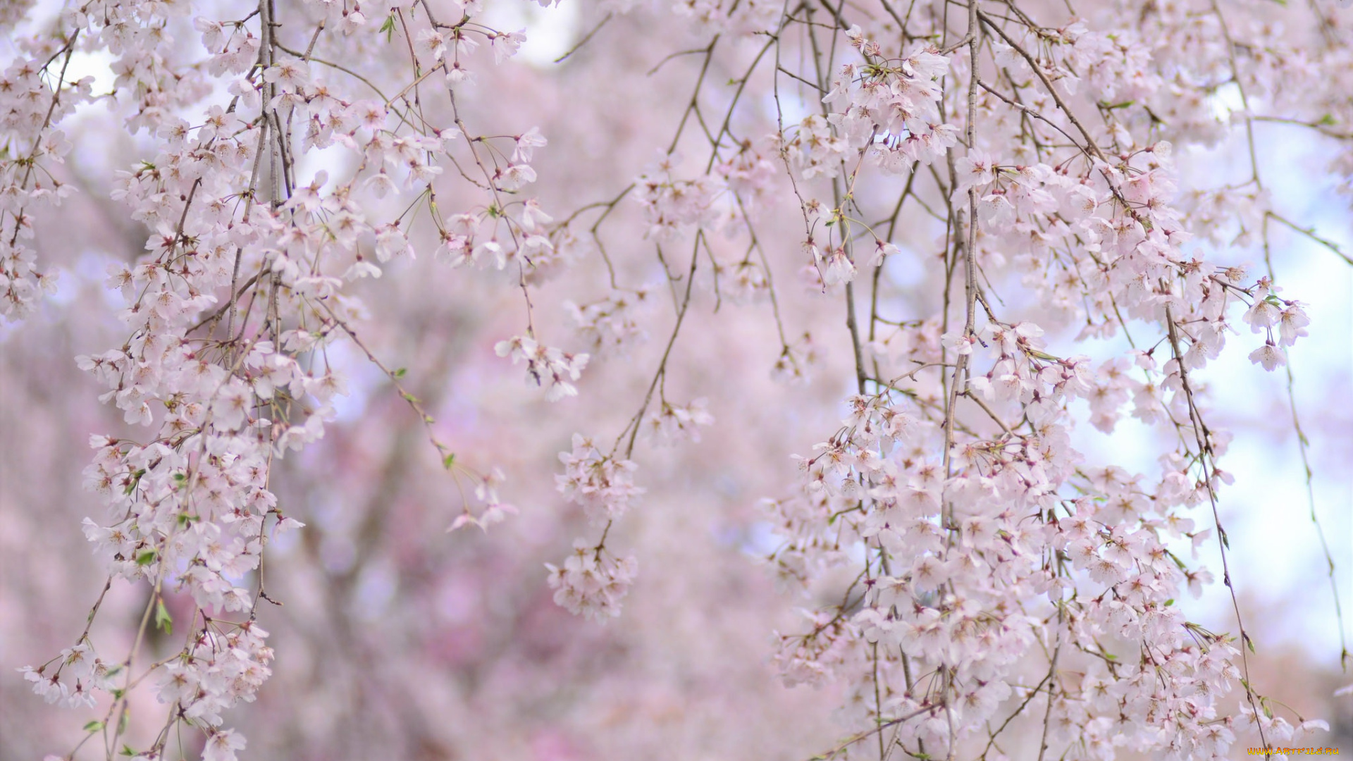 цветы, сакура, , вишня, весна, ветки