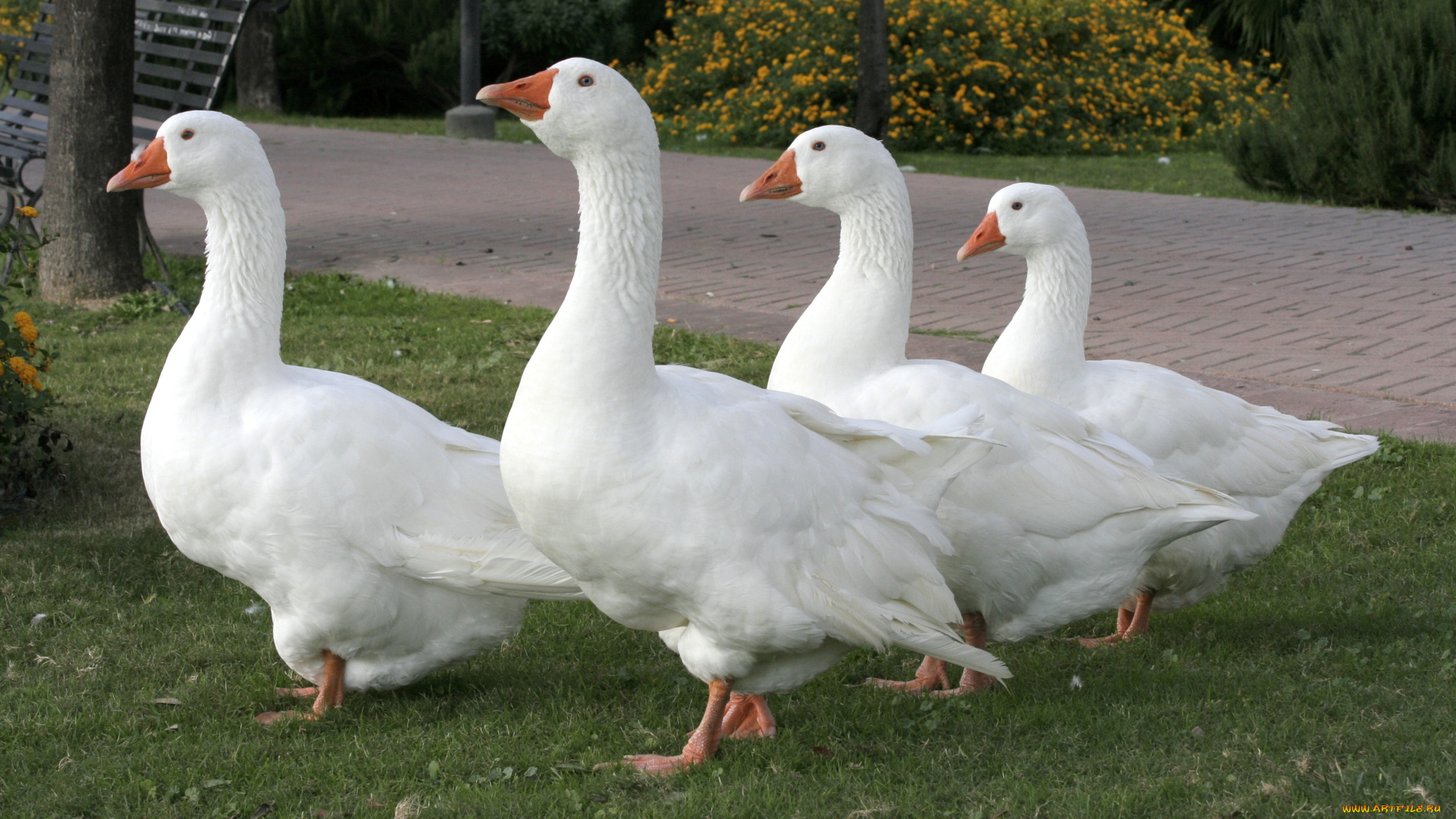гуси, животные