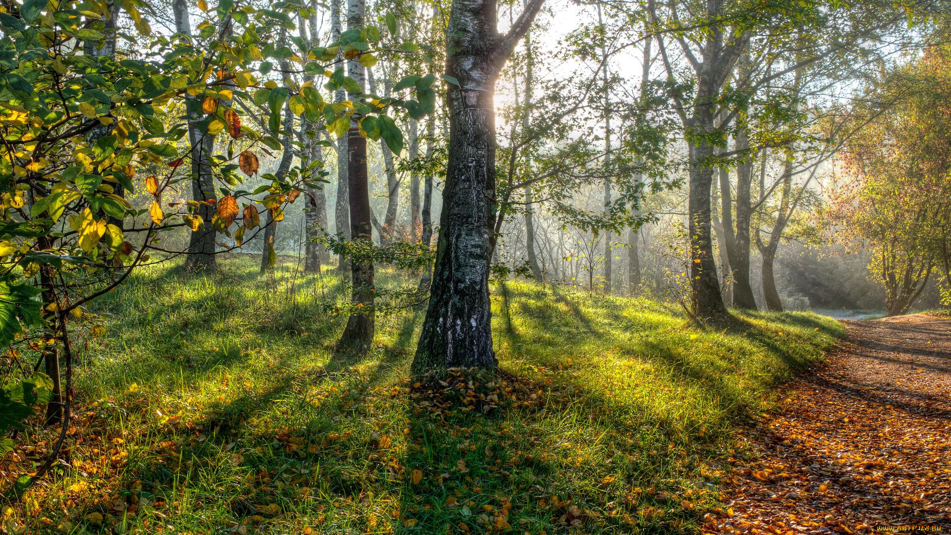 природа, парк, россия, москва, кузьминки
