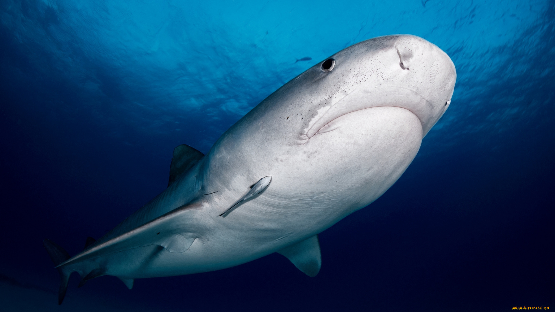 животные, акулы, хищник