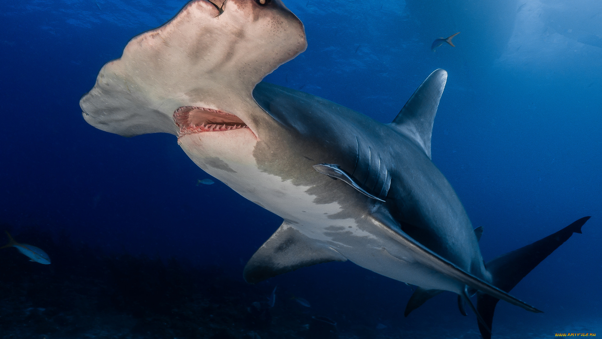 животные, акулы, хищник