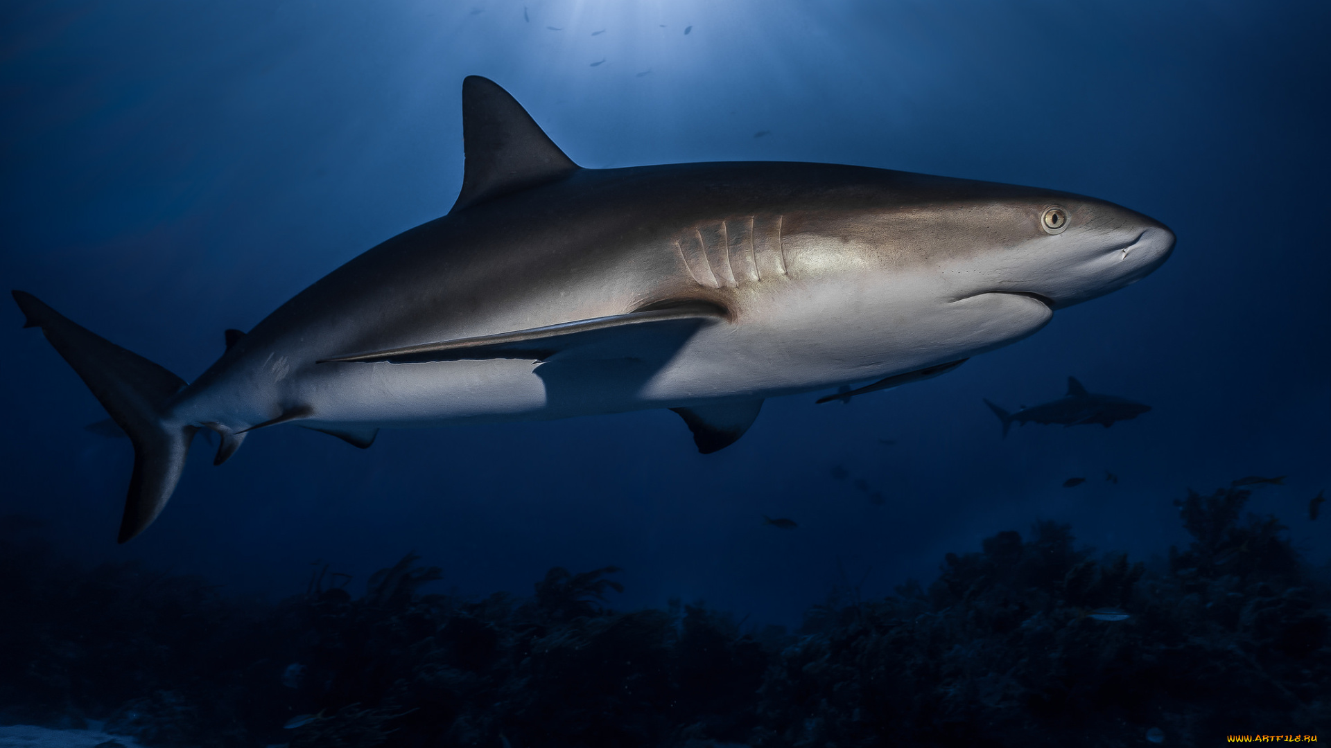 животные, акулы, хищник